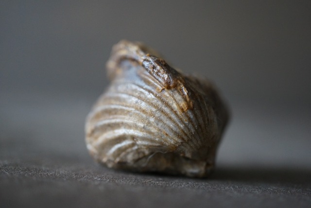 モロッコ産腕足類化石  Rynchonella sp. 1067