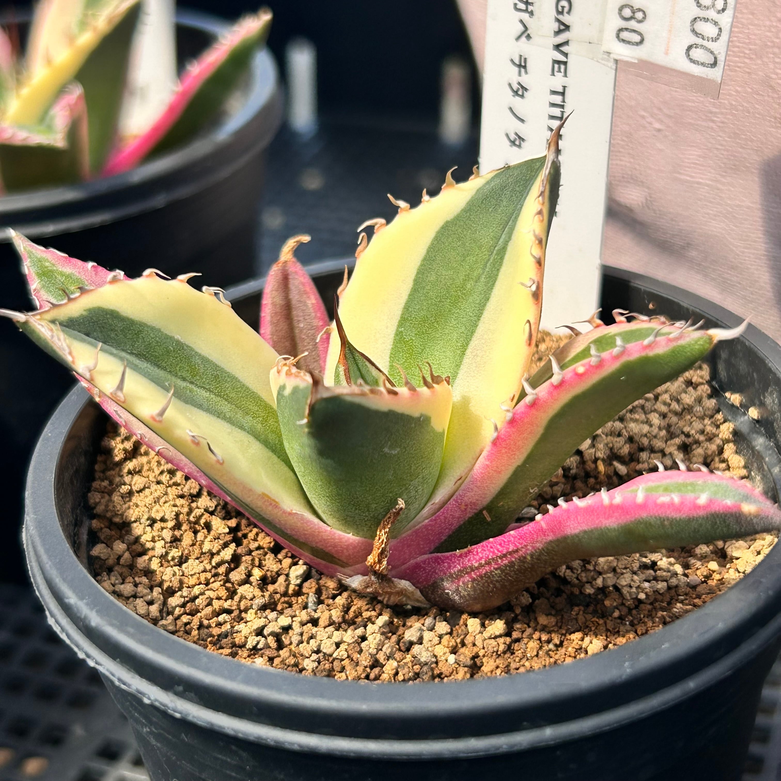 H)アガベ チタノタ スナグルトゥース(夏型) | RuPo 多肉植物専門店