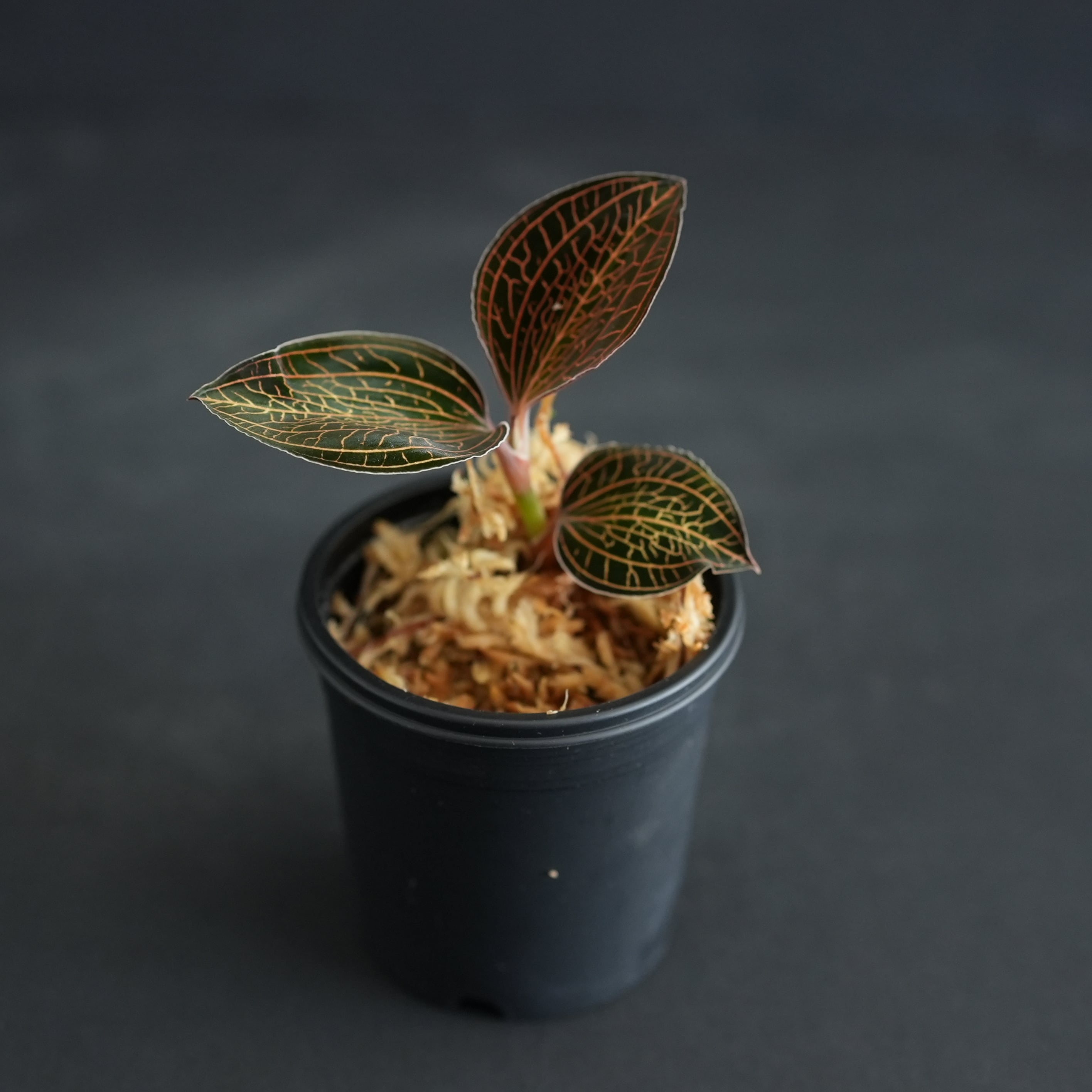 ◇現品◇アネクトキルス sp. （赤脈type）【ジュエルオーキッド宝石蘭