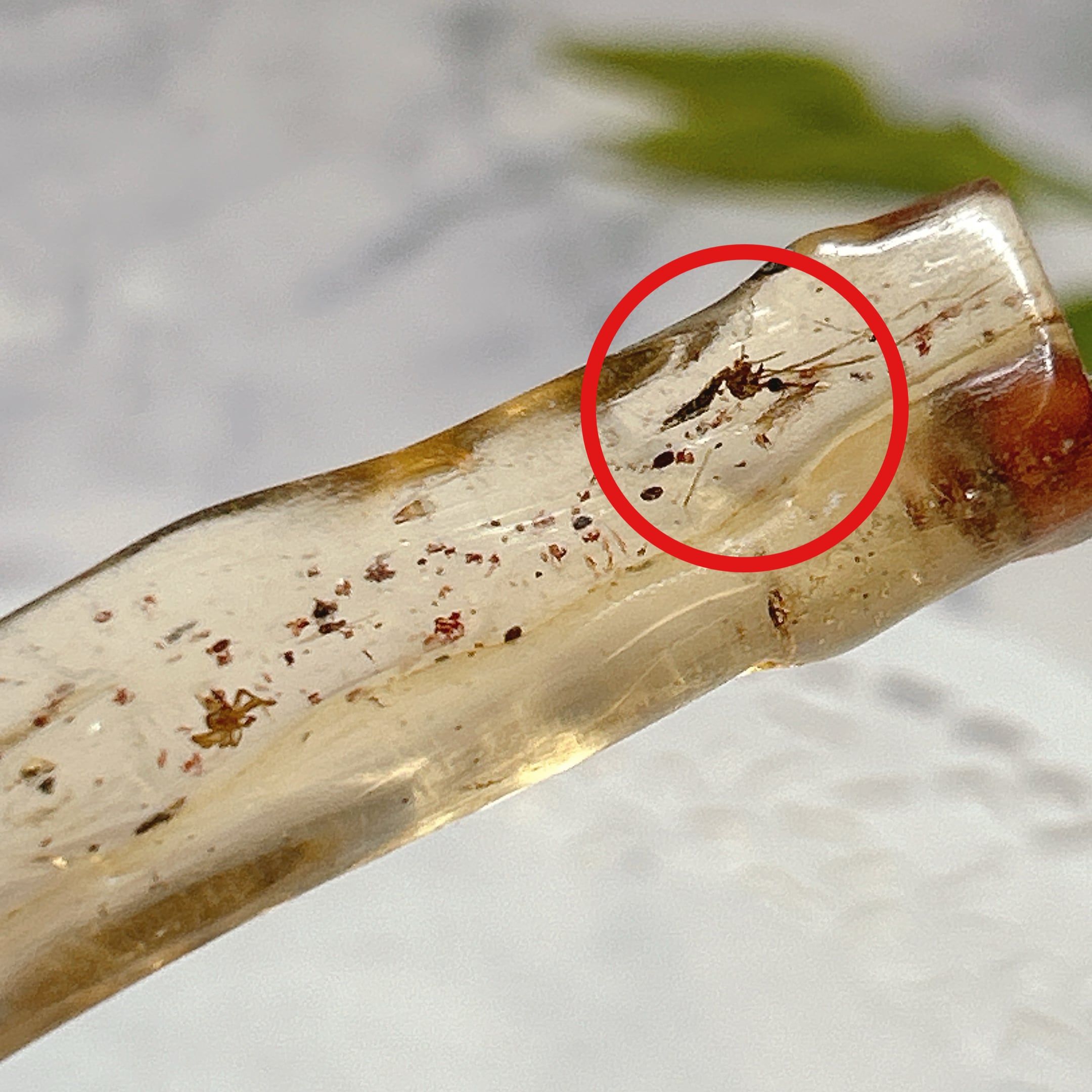 化石]琥珀・アンバー | クリスタル・ワールド御徒町店