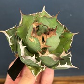 アガベ チタノタ ドワーフ【518】