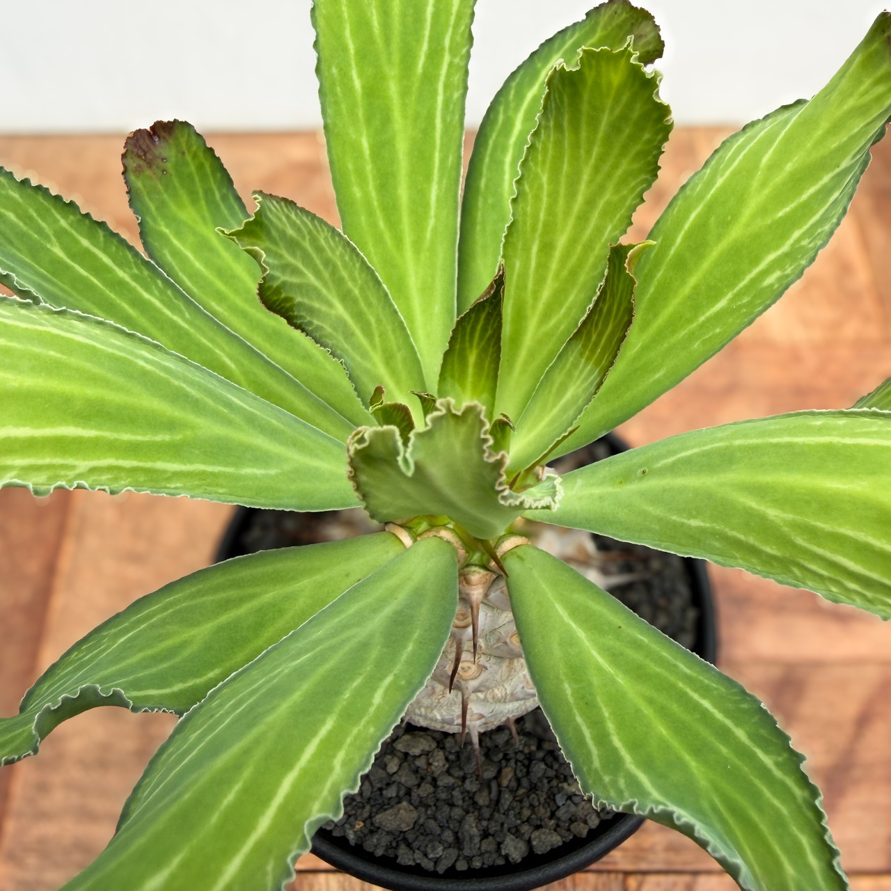 Euphorbia venenifica【ユーフォルビア・ベネニフィカ】