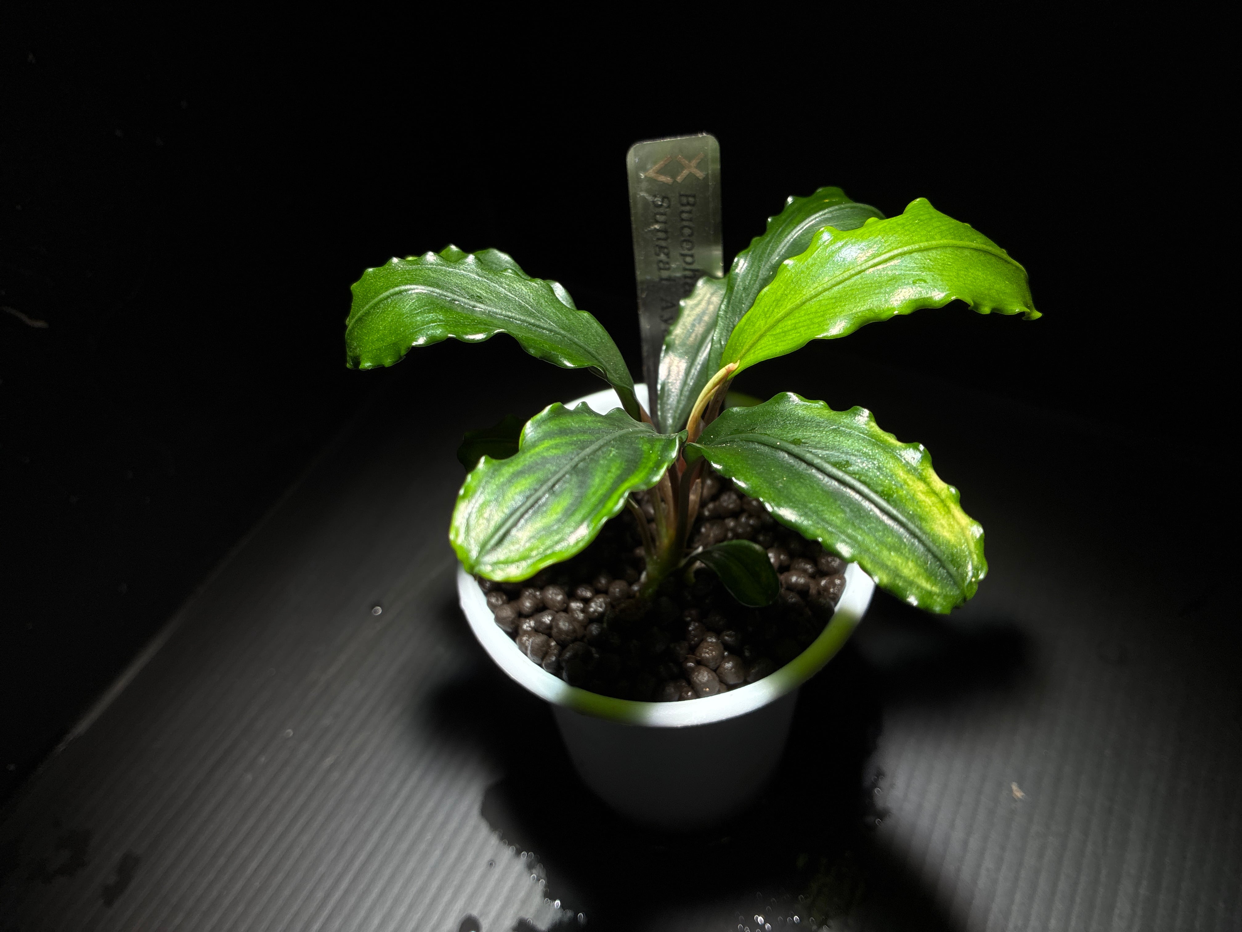 水草 Bucephalandra sp\