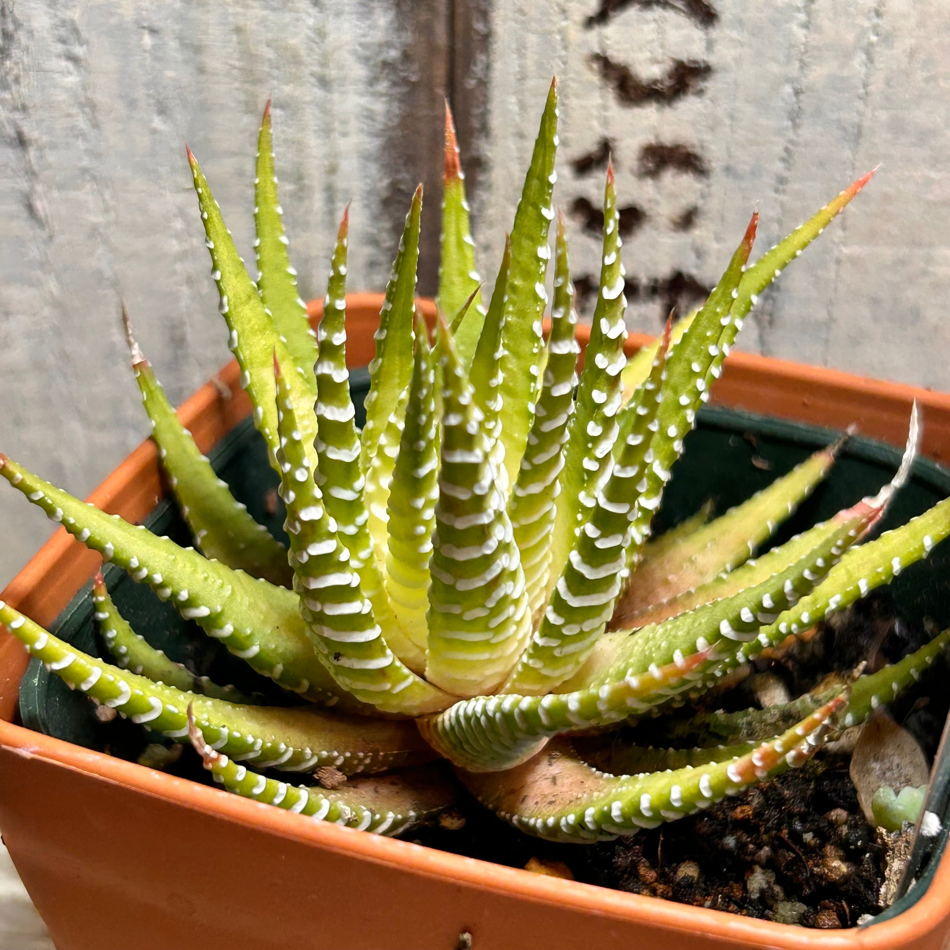 ハオルチア 白蝶 | RuPo 多肉植物専門店