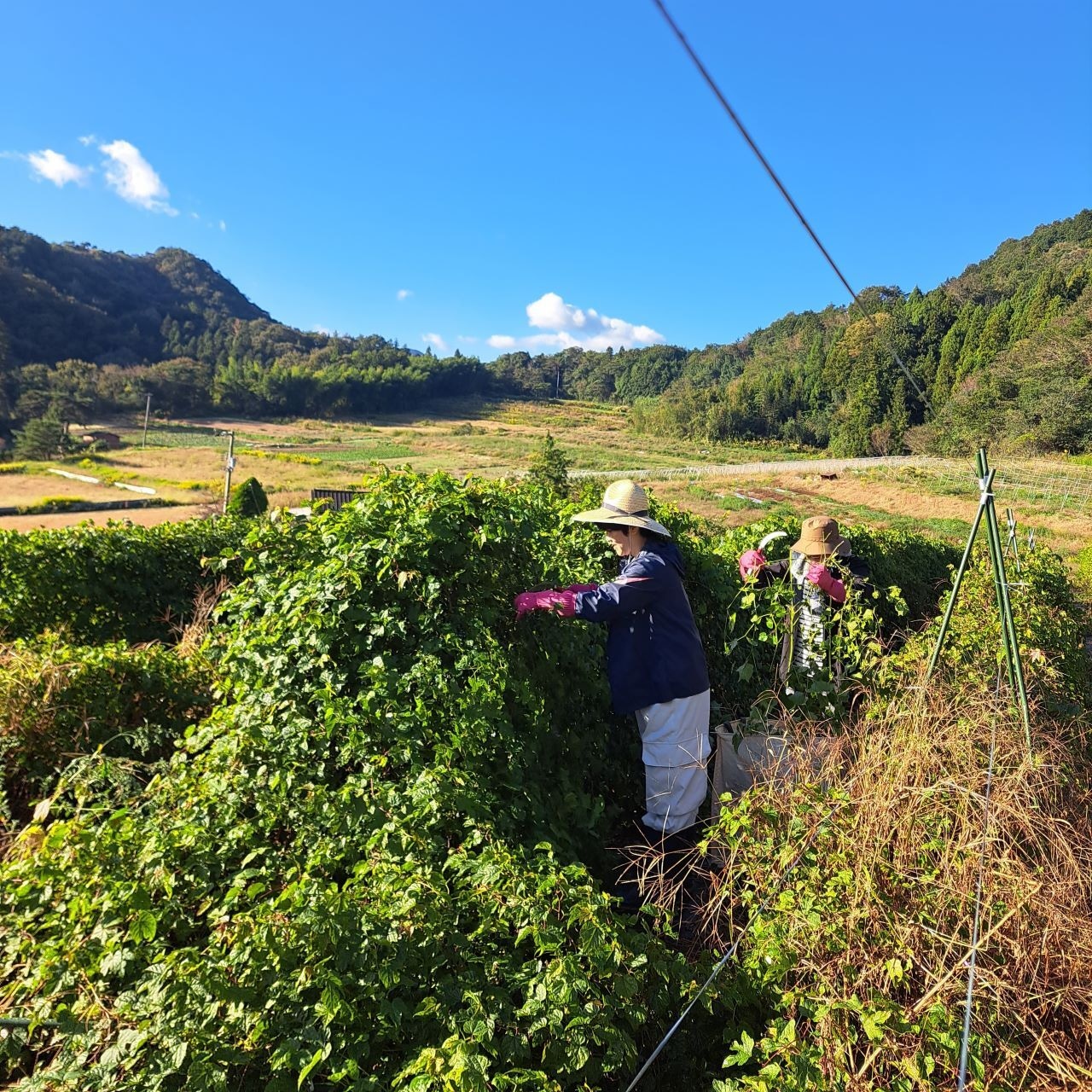 葉っぱ舎 馬ぶどう冷凍果実250g【初心者セット】