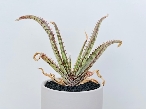 Aloe branddraaiensis   アロエ ブランドレイエンシス