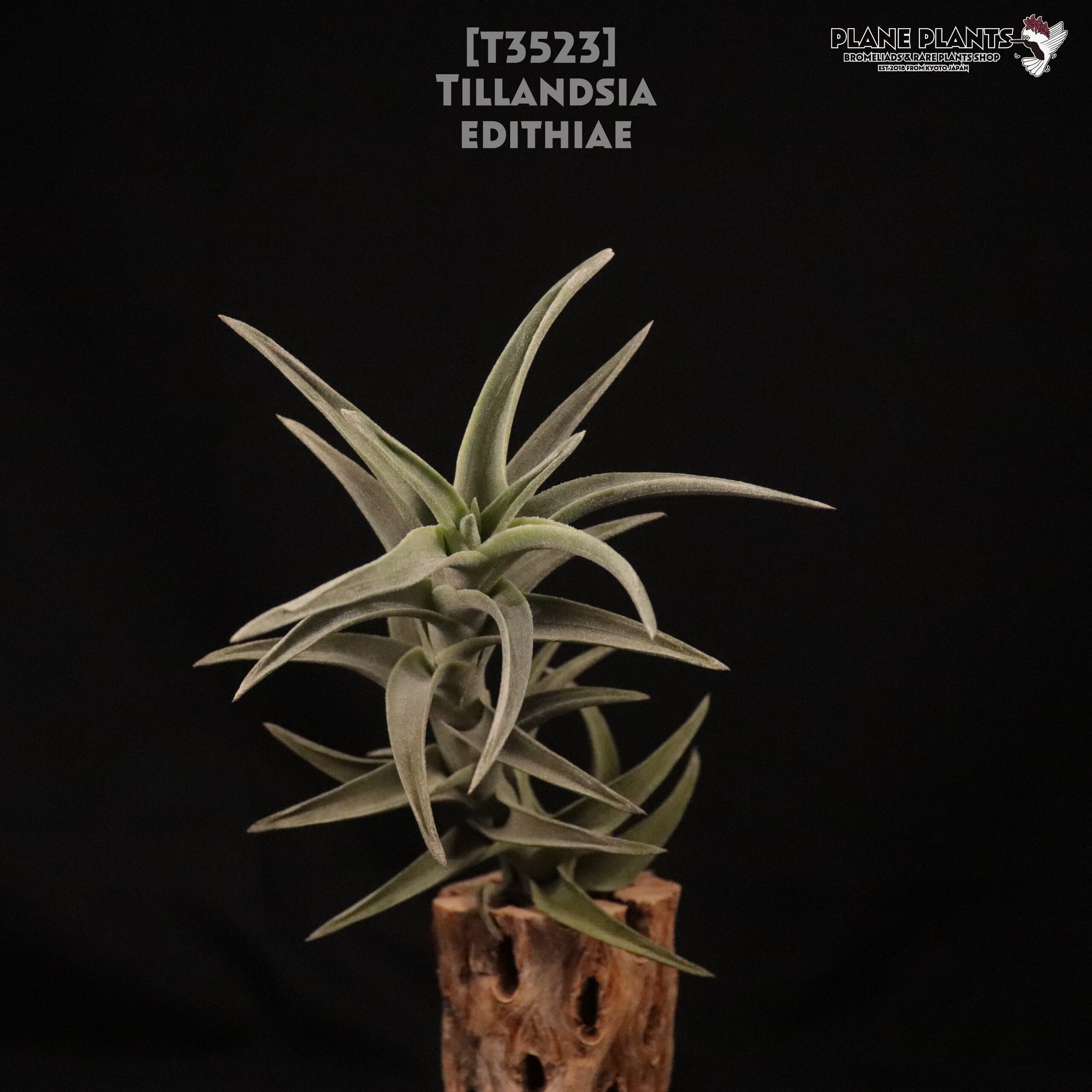 【送料無料】edithiae〔エアプランツ〕現品発送T3523