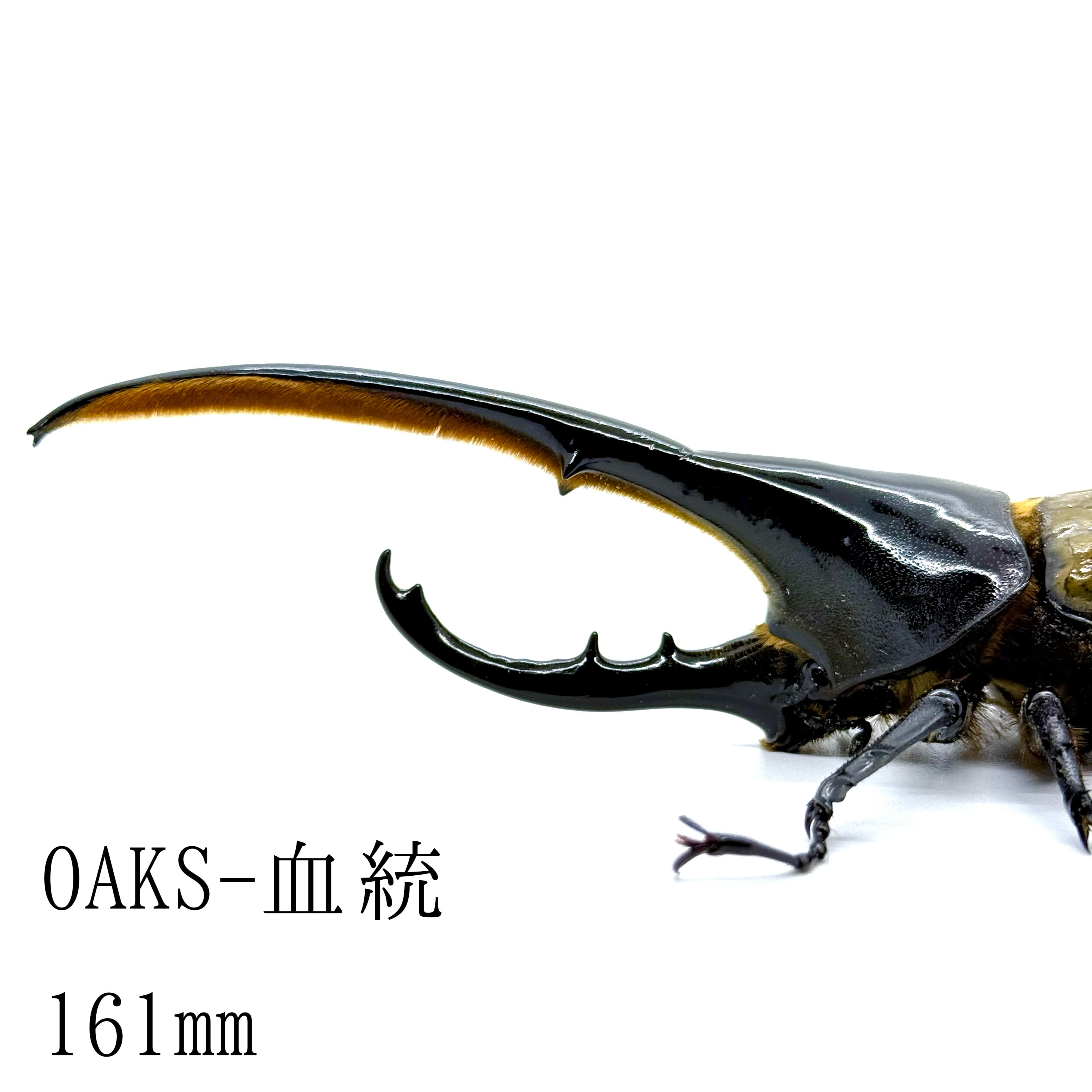 ヘラクレスオオカブト♂成虫　販売します 68㎜ / 成虫 / メス / ヘラクレスオオカブト | HERCULES-TOKYO