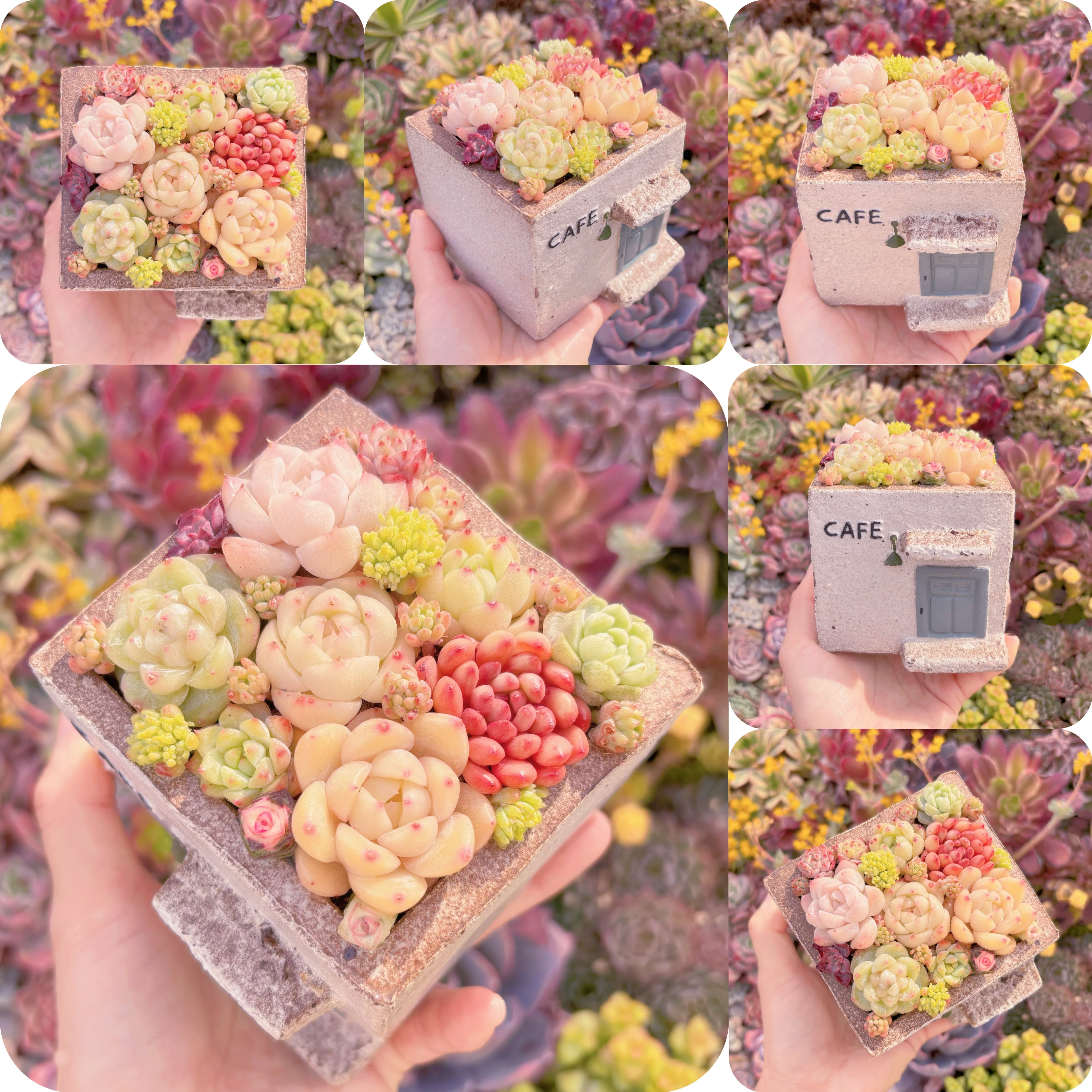 現品　ぷくぷく多肉のお家#M277　直径8.5cm　在庫僅少　るる農園