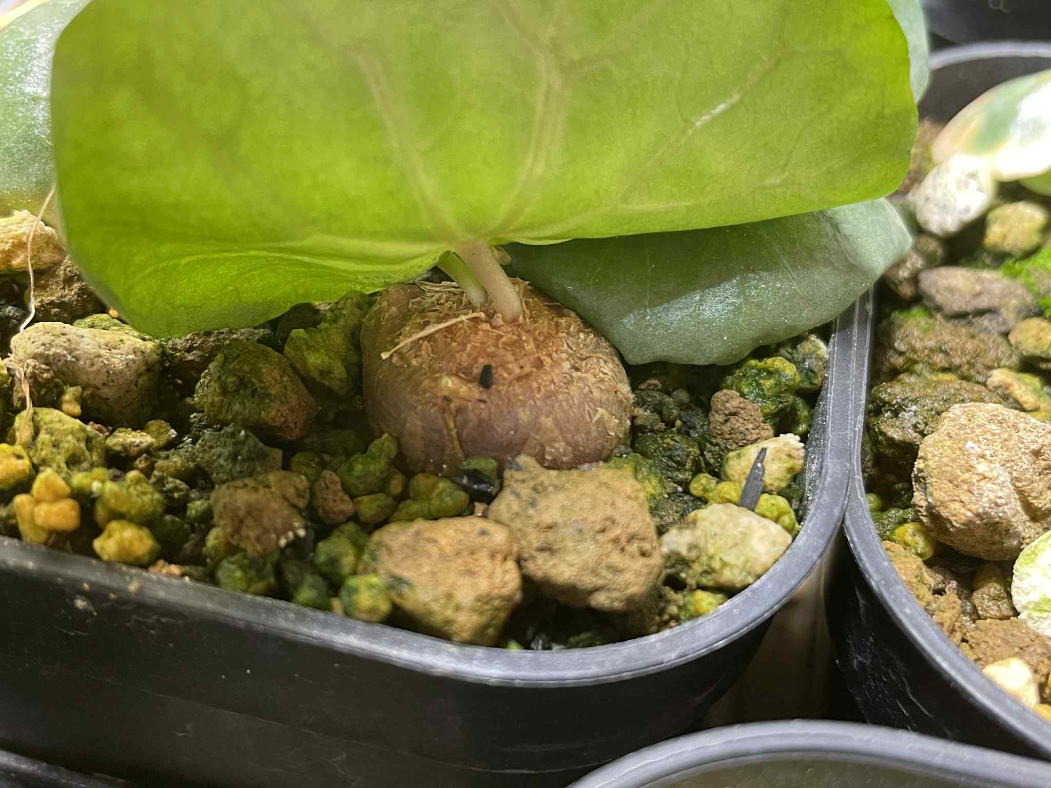 5粒超お得セットレアリー、ジプソフィラ、バルニミアナの種子 ドルステニア・バルニミアナ／Dorstenia barnimiana【種子3粒