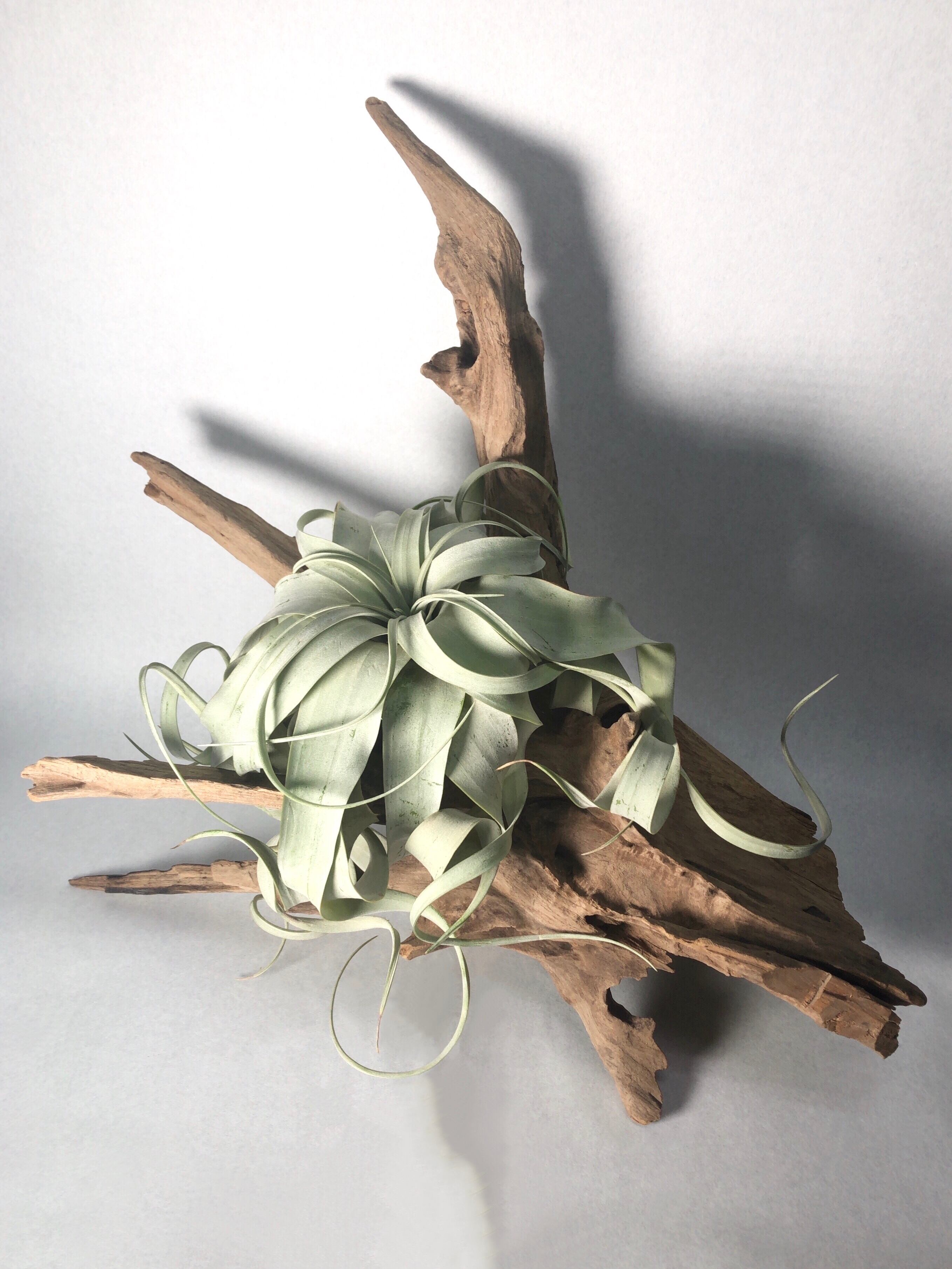 ドライ・ウッド | trigger