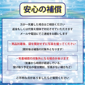 【1ペア】　(新)凛　　　夢中めだか様直系　