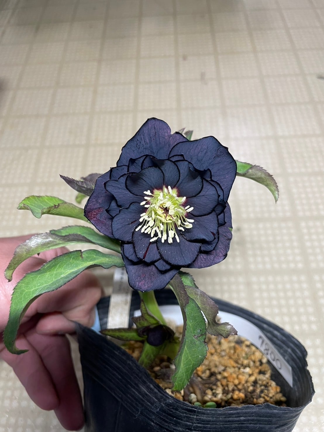 加藤農園 ホワイトゴールド爪紅グラデーション クリスマスローズ 同梱