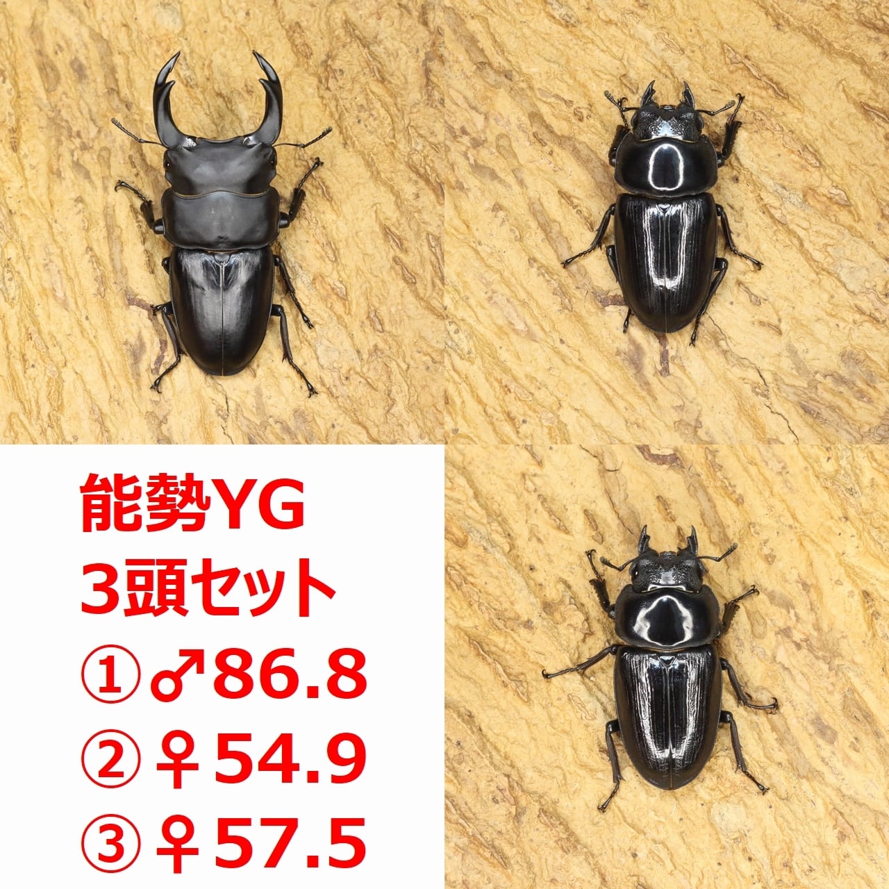 ROCKET SHOP【オオクワガタ販売】