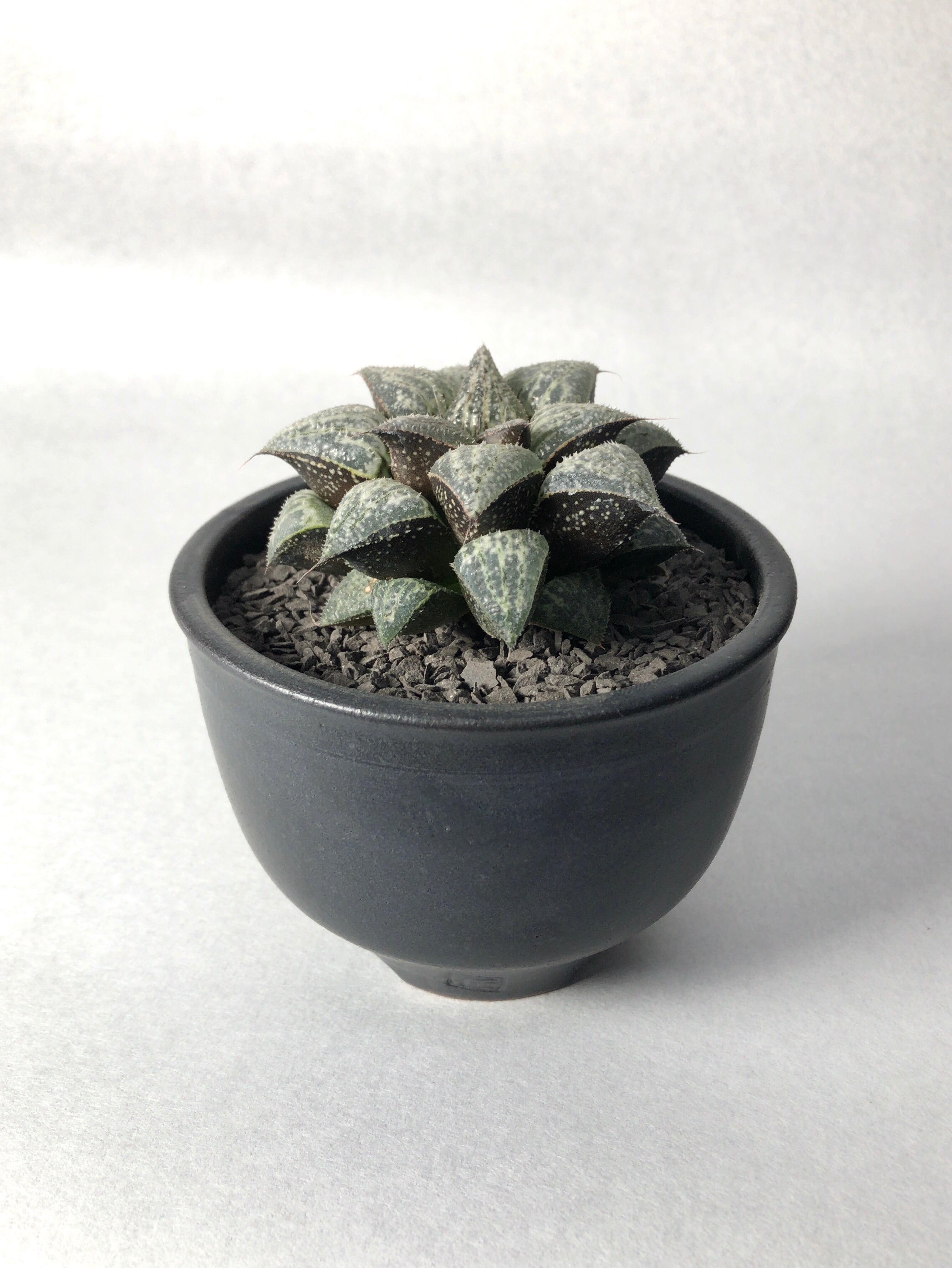 ハオルチア・雪景色 | trigger