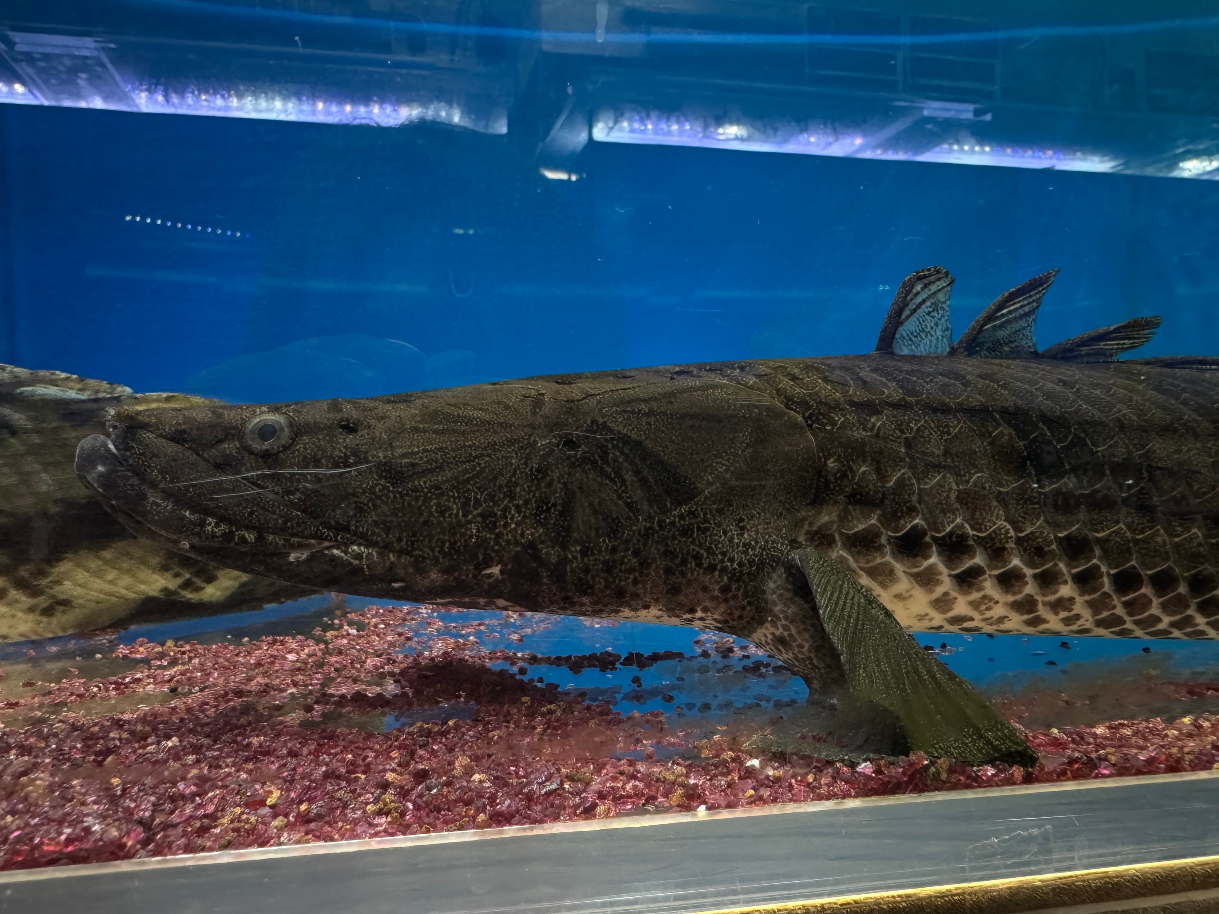 直輸入】【難有り特価】Po.コンギクス タンガニーカ湖 75cm | AQUASTYLEG