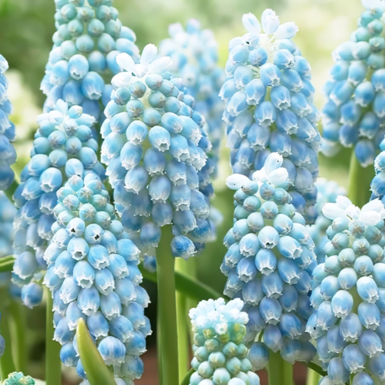 ムスカリ球根 ペパーミント Peppermint （5球・絵袋入り）9月中旬出荷 秋植え球根 水耕栽培可  第四種郵便