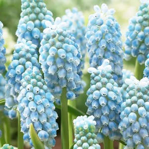 ムスカリ球根 ペパーミント Peppermint （5球・絵袋入り）9月中旬出荷 秋植え球根 水耕栽培可  第四種郵便