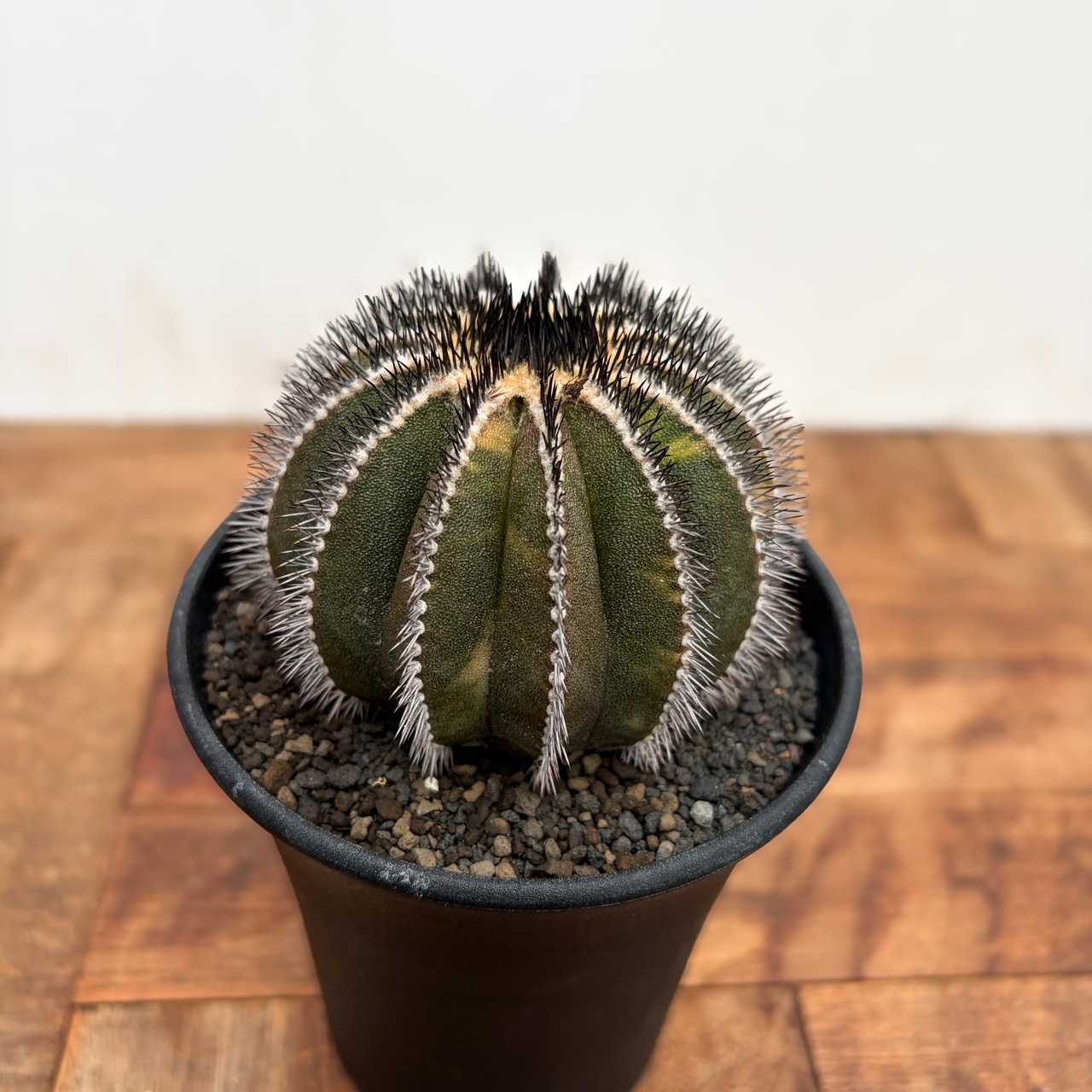 Uebelmannia pectinifera variegata【ユーベルマニア・ペクチニフェラ斑入り】