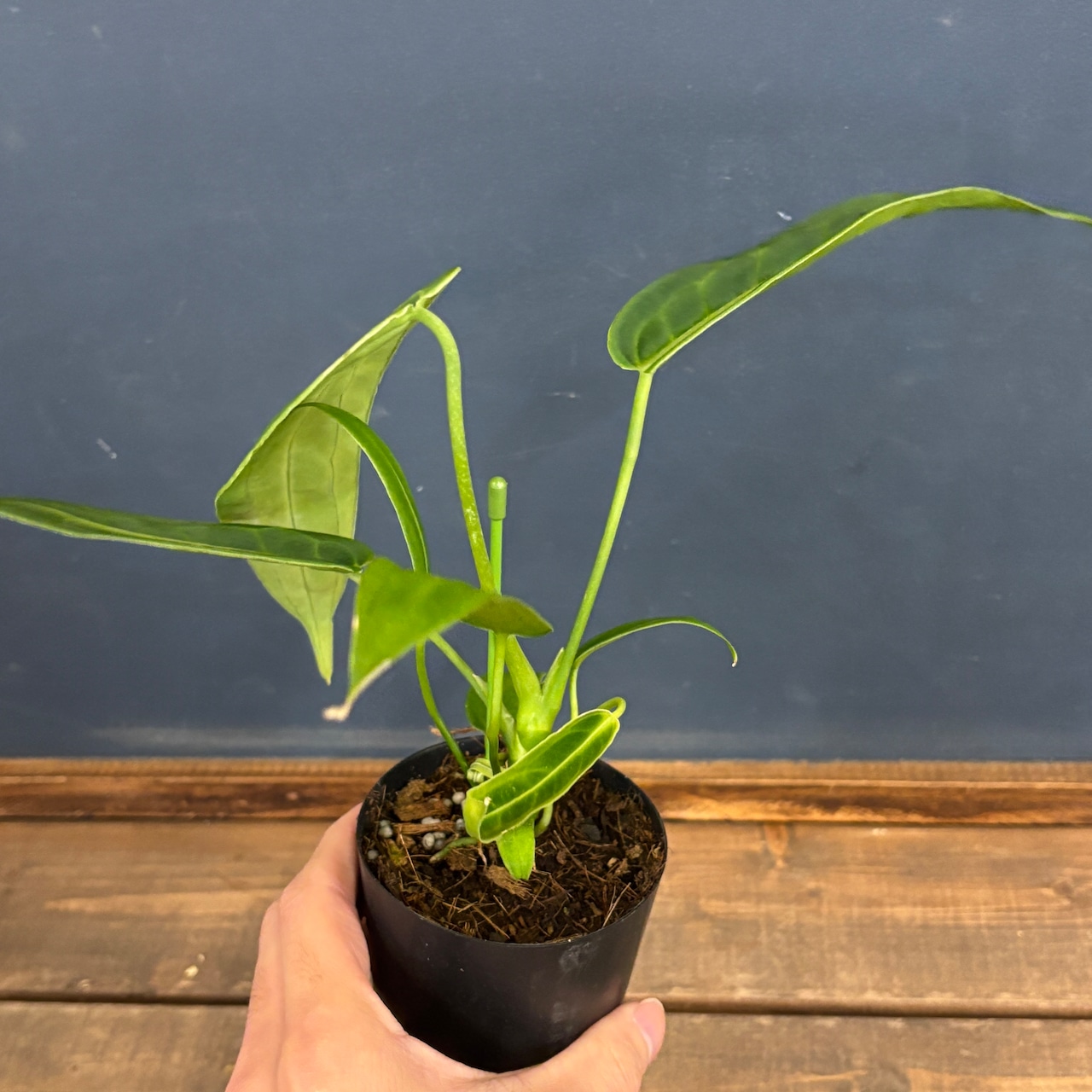 アンスリウム ワロクエアナム【968】