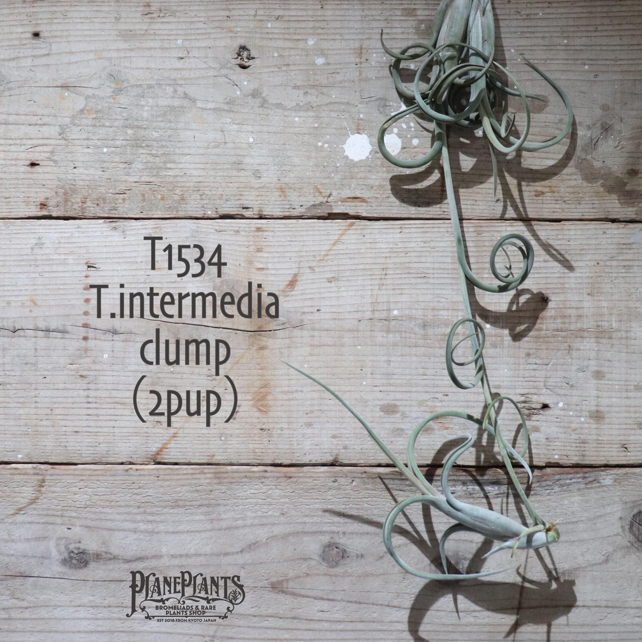 【送料無料】インターメディア クランプ (2pup) 〔エアプランツ〕現品発送T1534