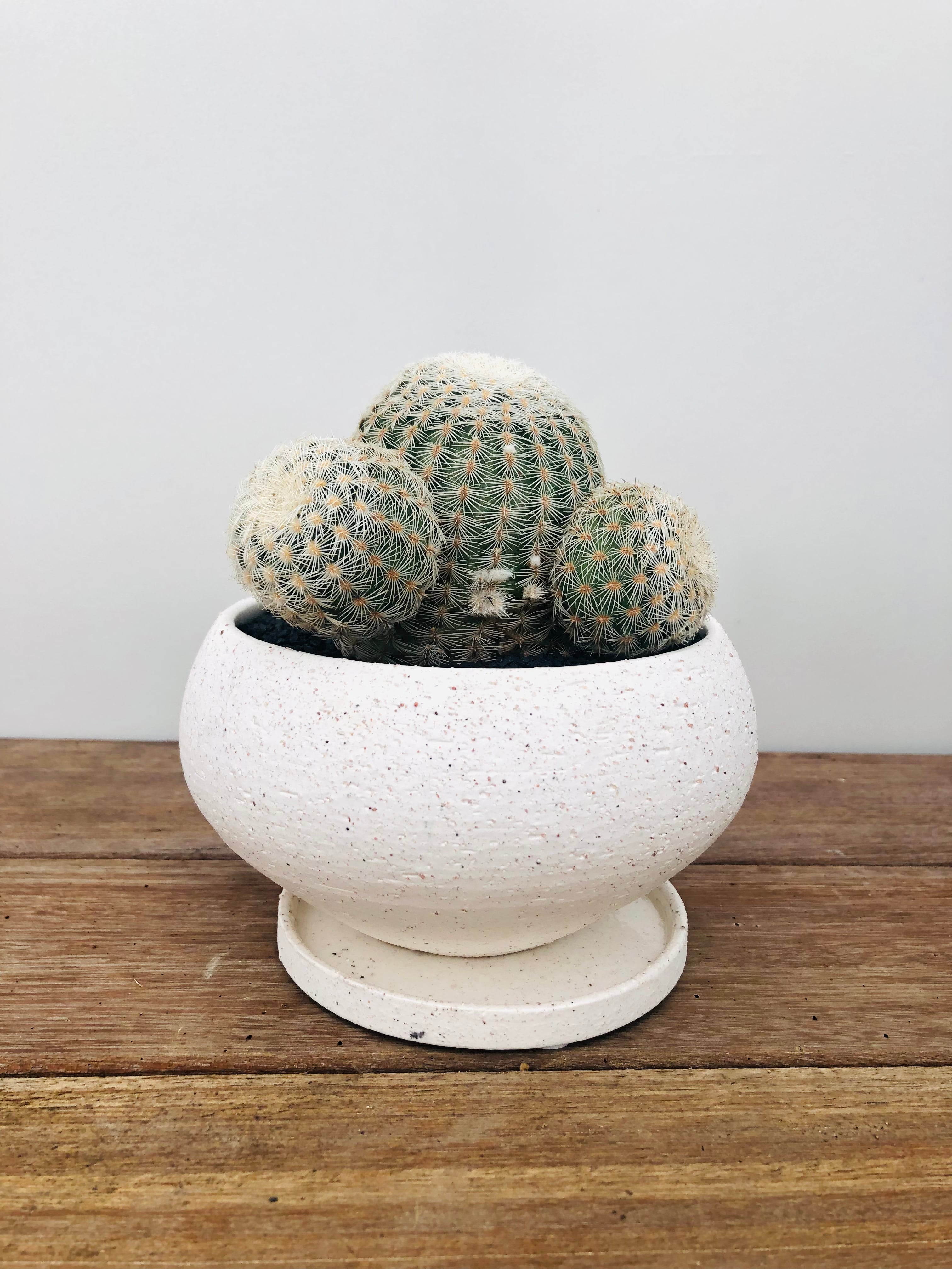 Echinocereus rigidissimus v. 白刺太陽 サボテン | plants MARU