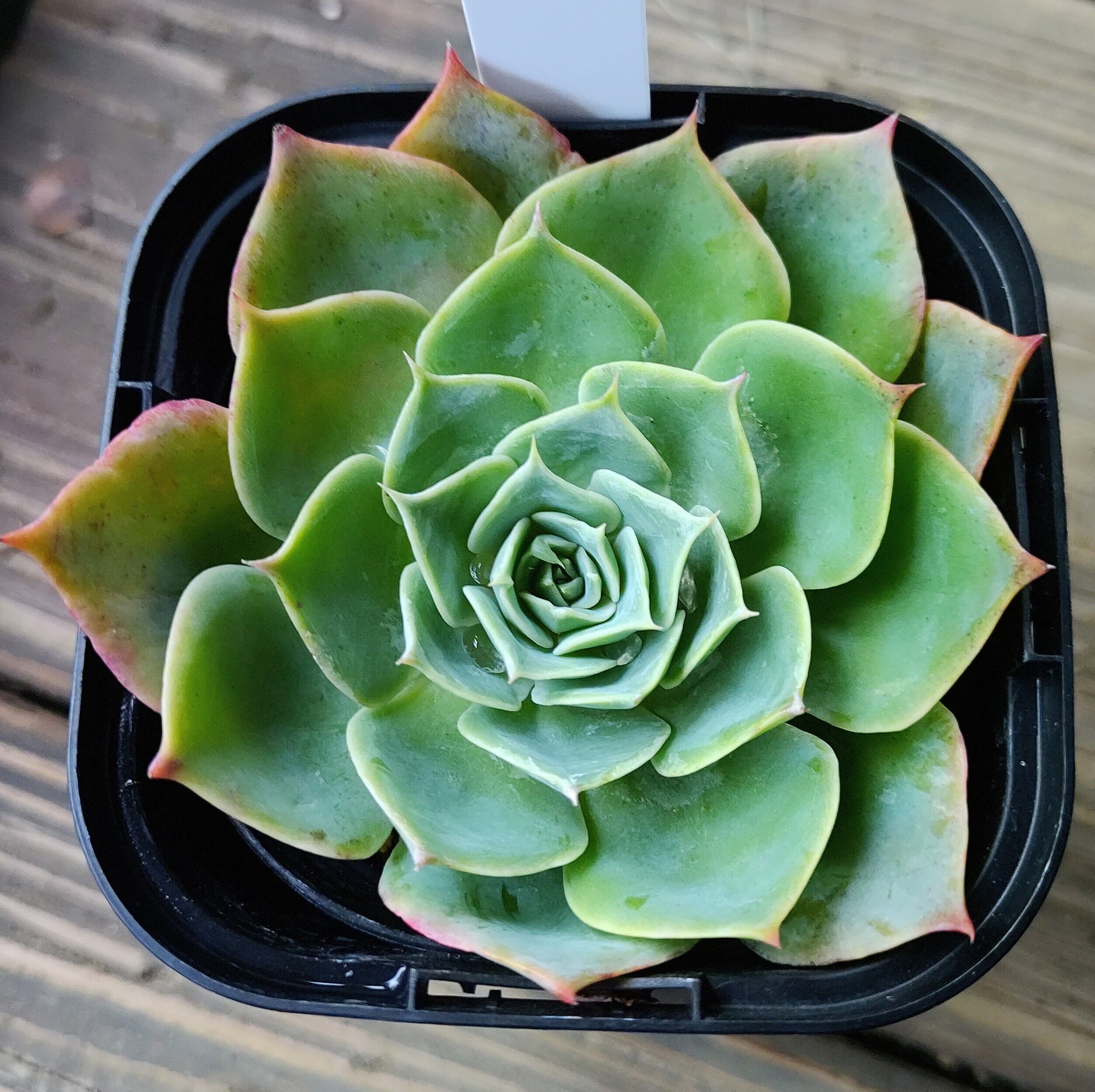 アーノルディ(アエオニウム) | RuPo 多肉植物専門店