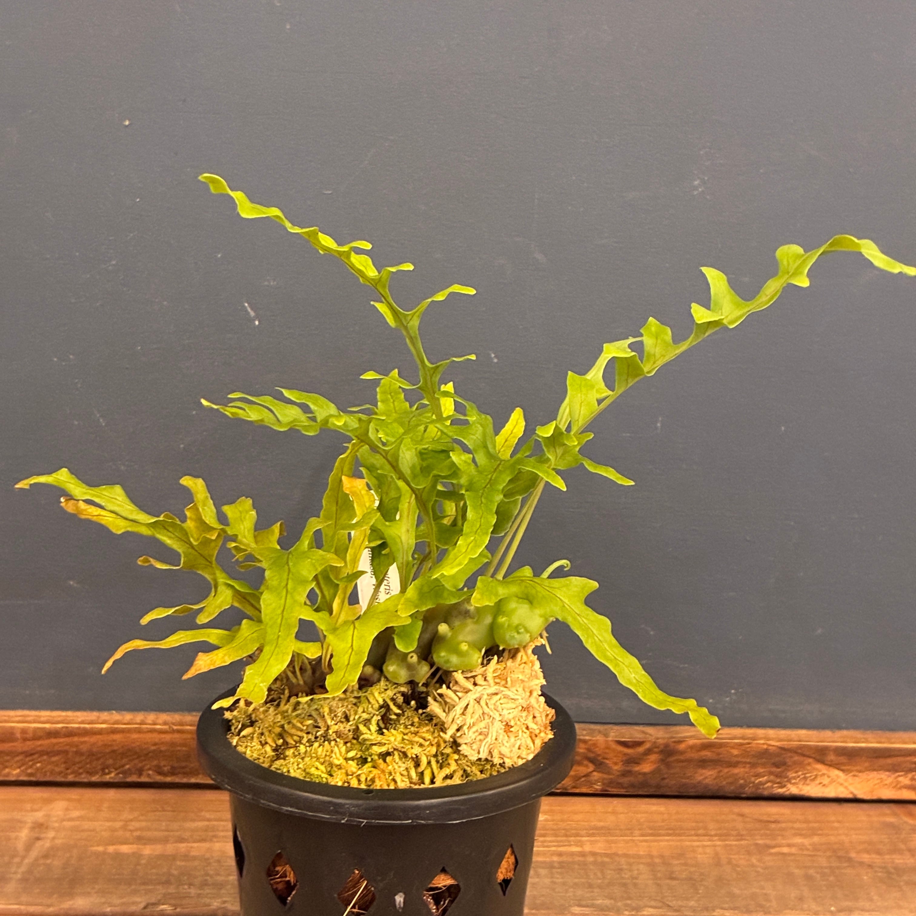抽選販売】【伊藤蟻】Lecanopteris balgooyi (blue type) Mamasa（限定