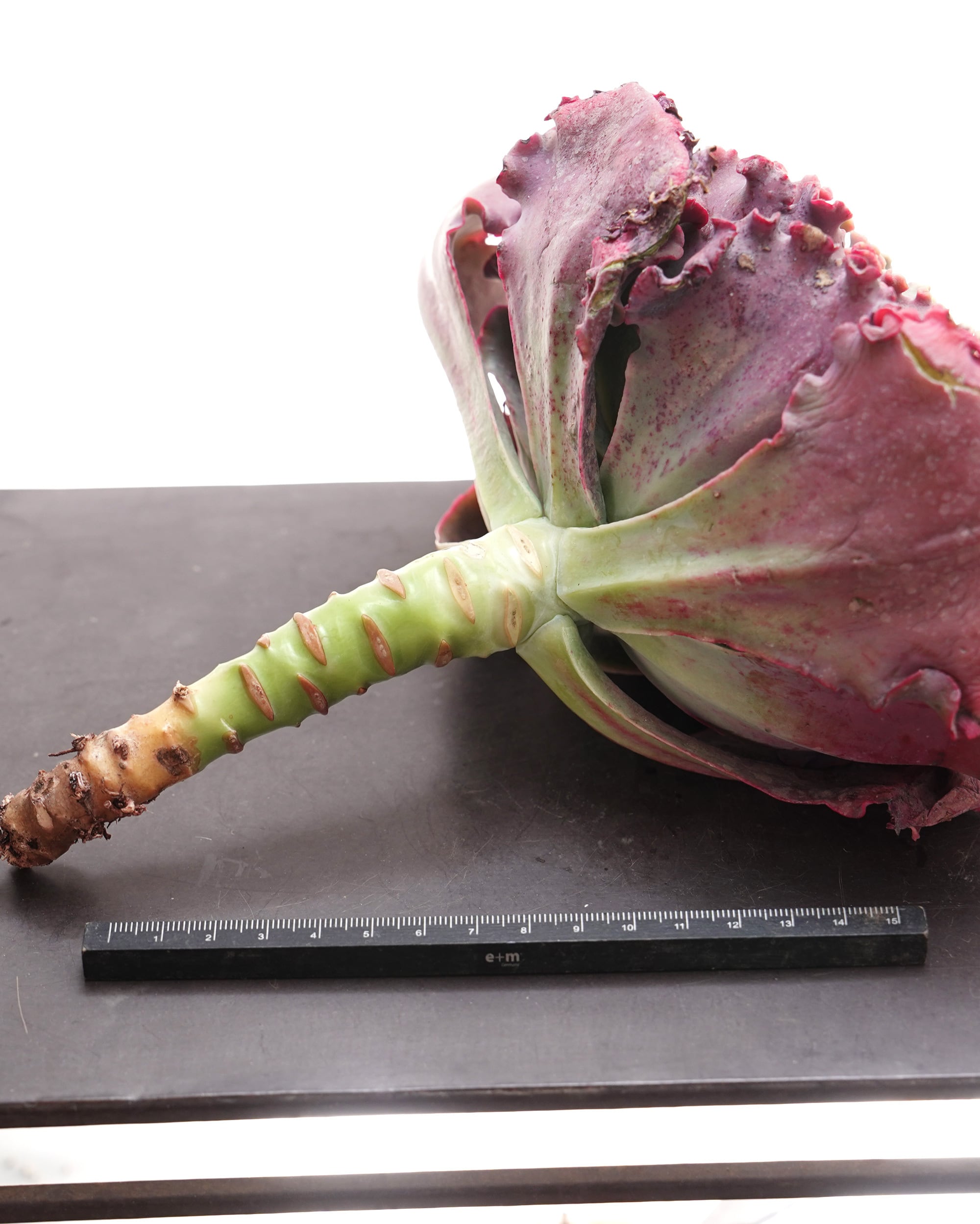 カット苗 メリディアン XL 18cm大株 Echeveria 'Meridian' | PUKUBOOK