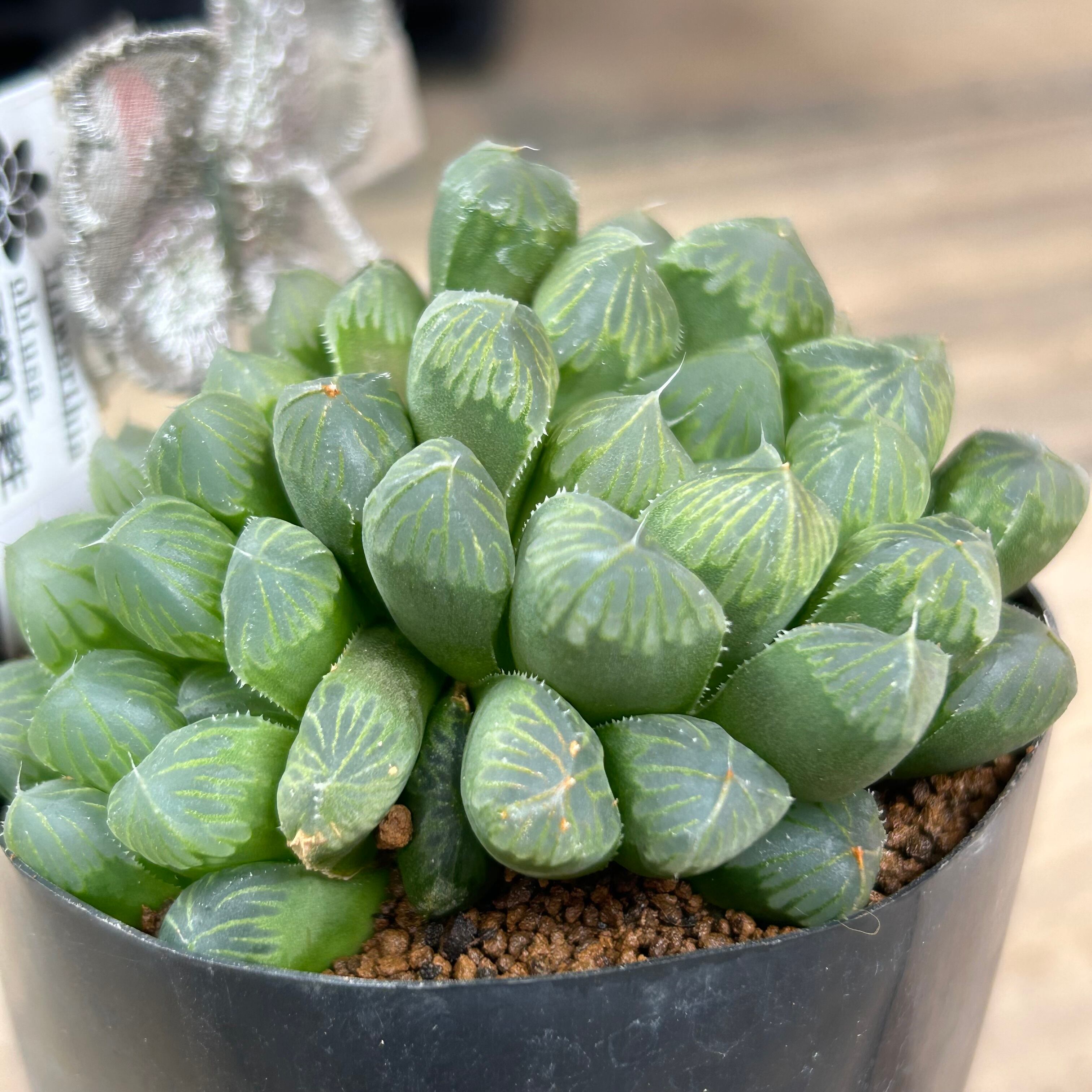 ハオルチアまとめ売り　 植物販売】兵庫県宝塚市㈱陽春園植物場ネット通販 【ハオルチア】