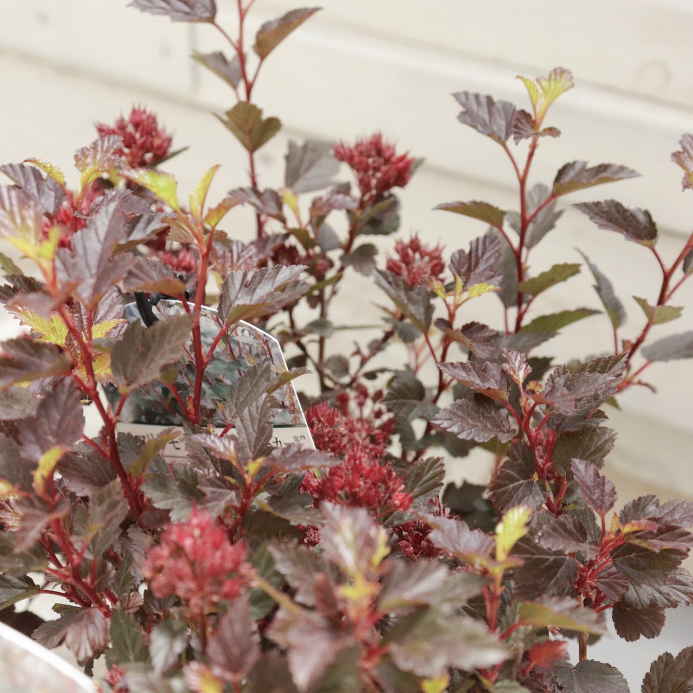 P. veitchii AR #1 (pup) Select 【artPLANTs】 ビカクシダ/コウモリ