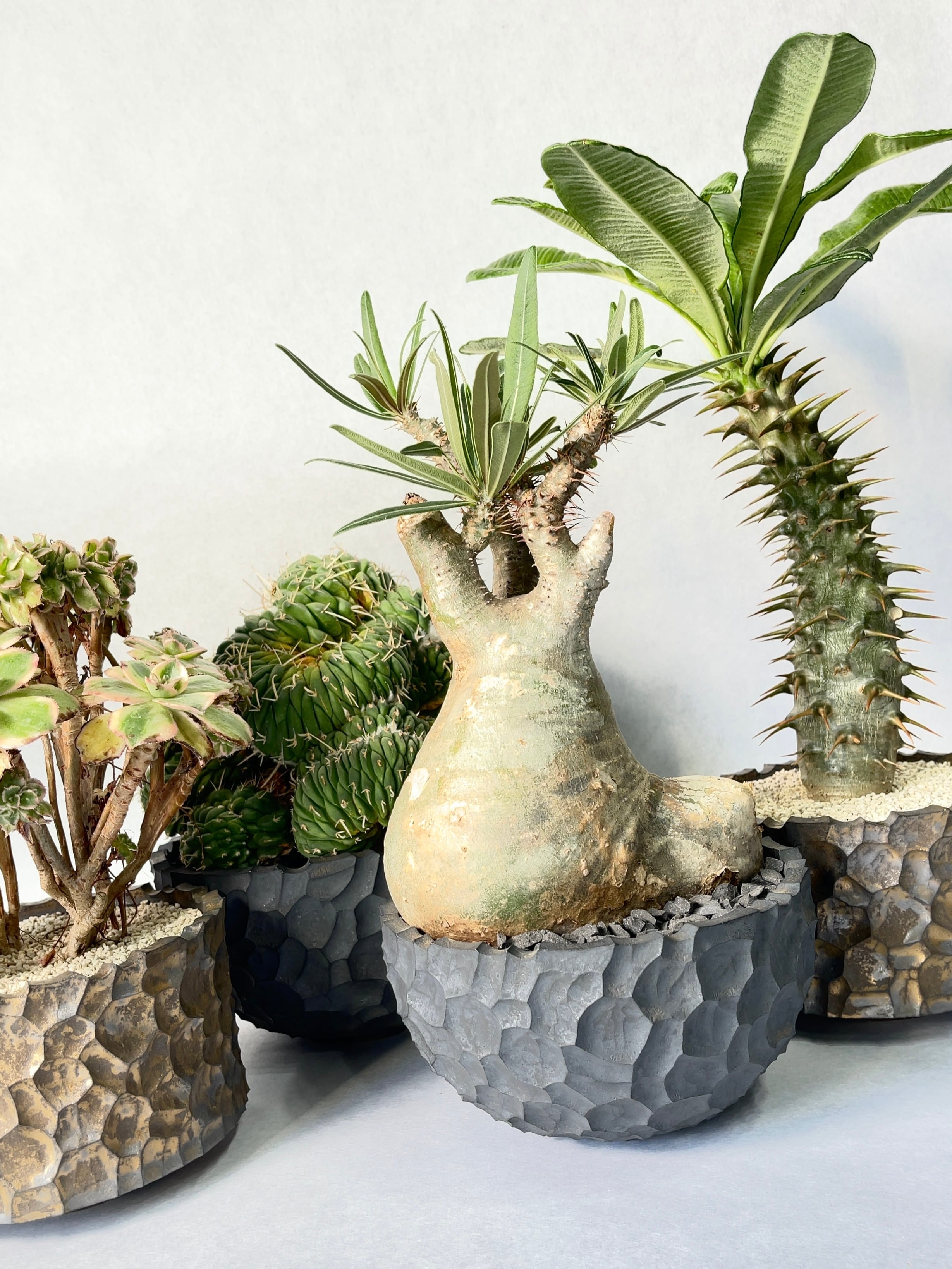 マミラリア・白竜丸綴化 | trigger