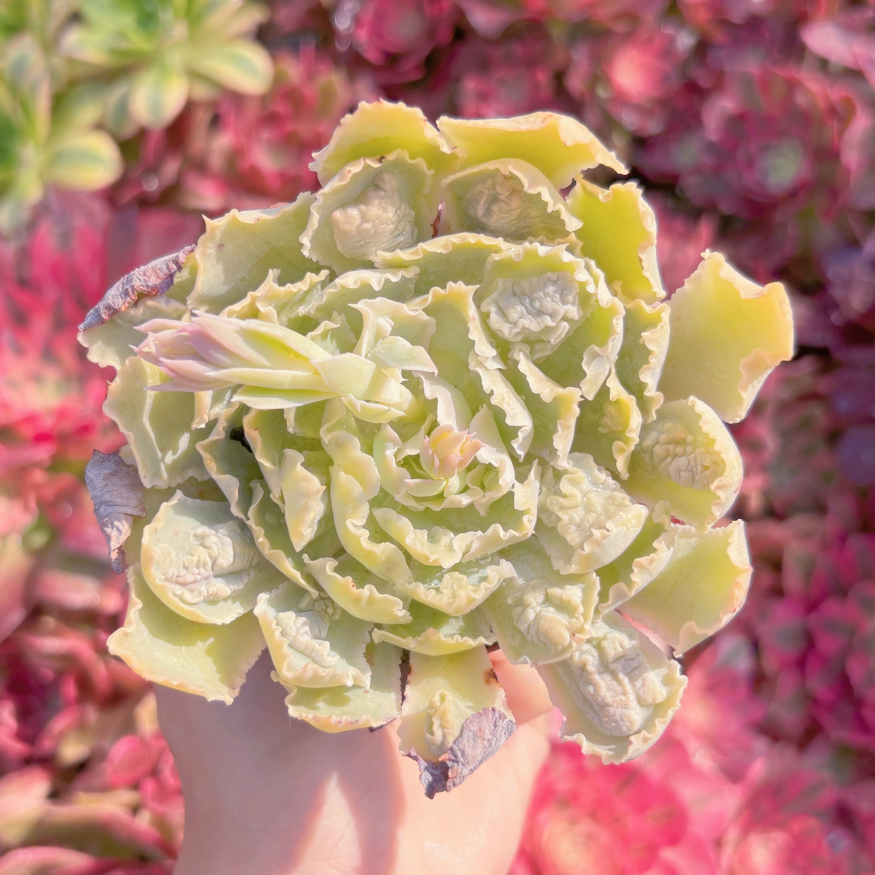 現品　祇園の舞#F043　るる農園