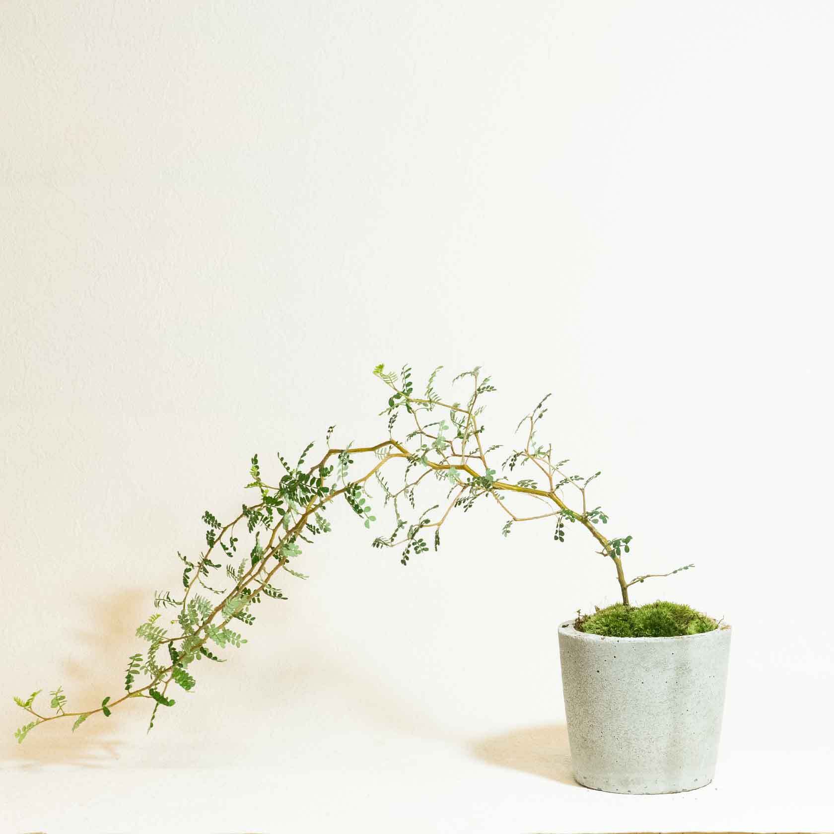 手のひらサイズの観葉植物 ソフォラの苔鉢 ザラっとした風合いのシンプルなモルタル鉢 送料全国一律850円 アトモスフィア 自作の鉢を使った 観葉植物や多肉植物 塊根植物などの通販