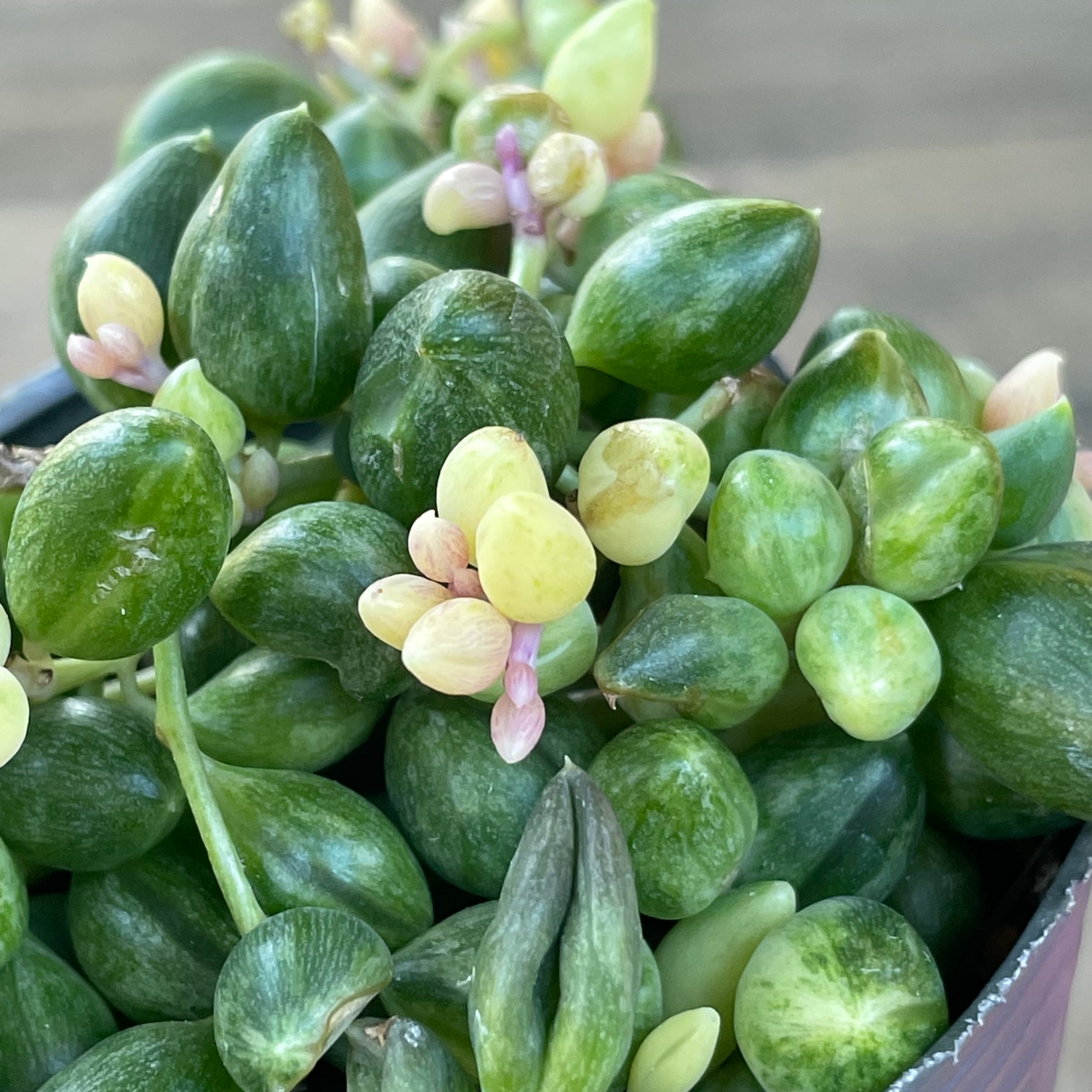 エンジェルティアーズ | RuPo 多肉植物専門店