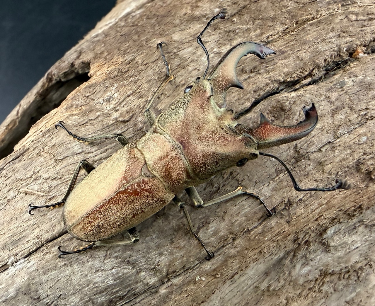 【WF1】《スズムラホソアカ ロハス産 44mm ペア》