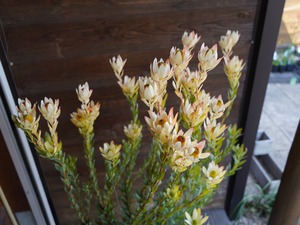 【現物】リューカデンドロン　”summer frame”　大株