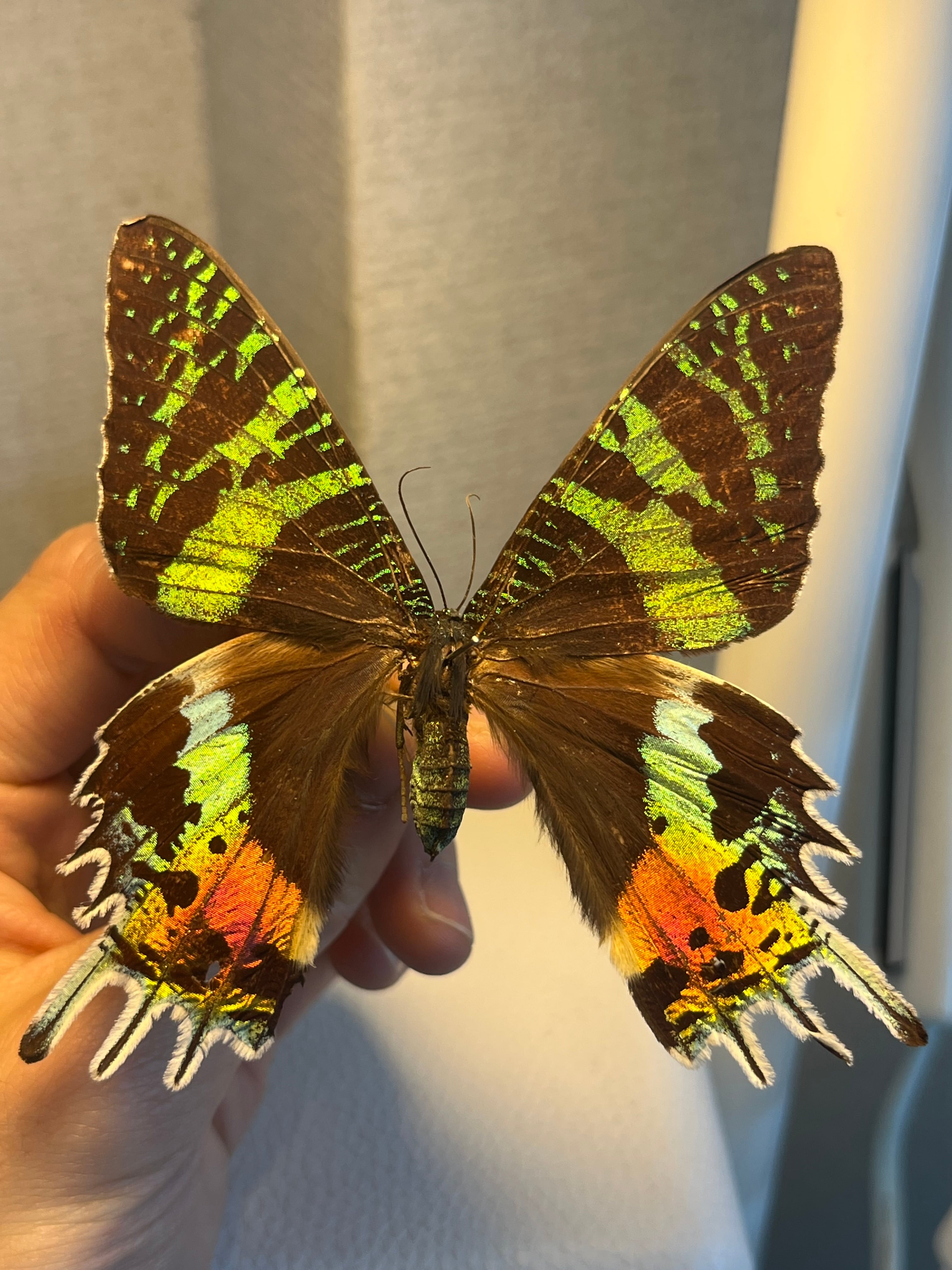 ニシキツバメガ Chrysiridia rhipheus 標本 蝶 外国産蝶標本 ニシキ