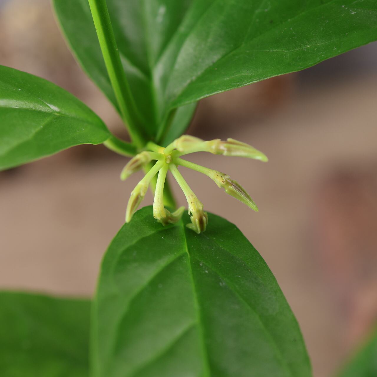 600『ホヤ デシプラエ』花苗【送料無料】 | MARX PLANTS | 観葉植物