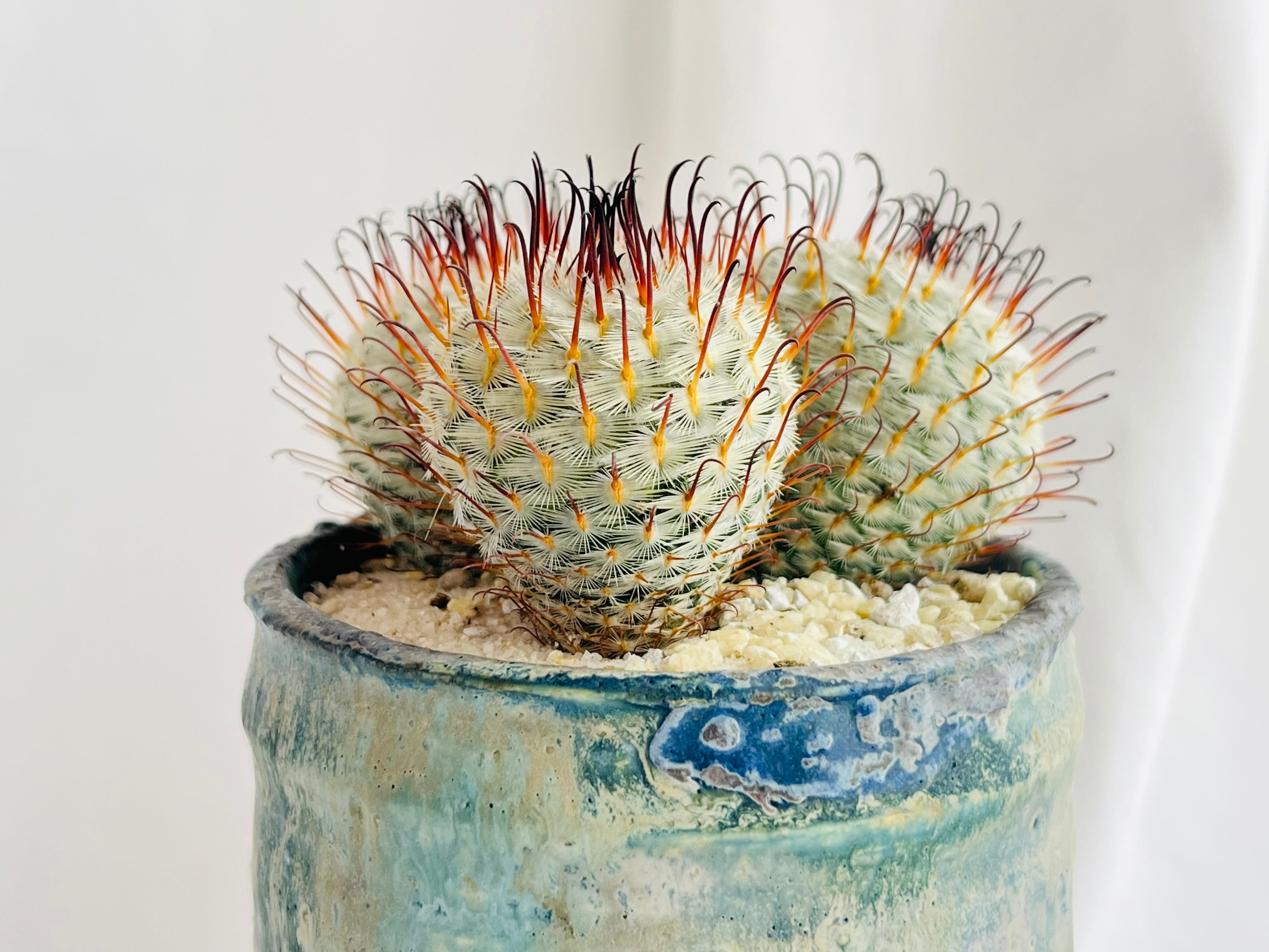 Mammillaria perezdelarosae マミラリア ペレスデラロサエ サボテン