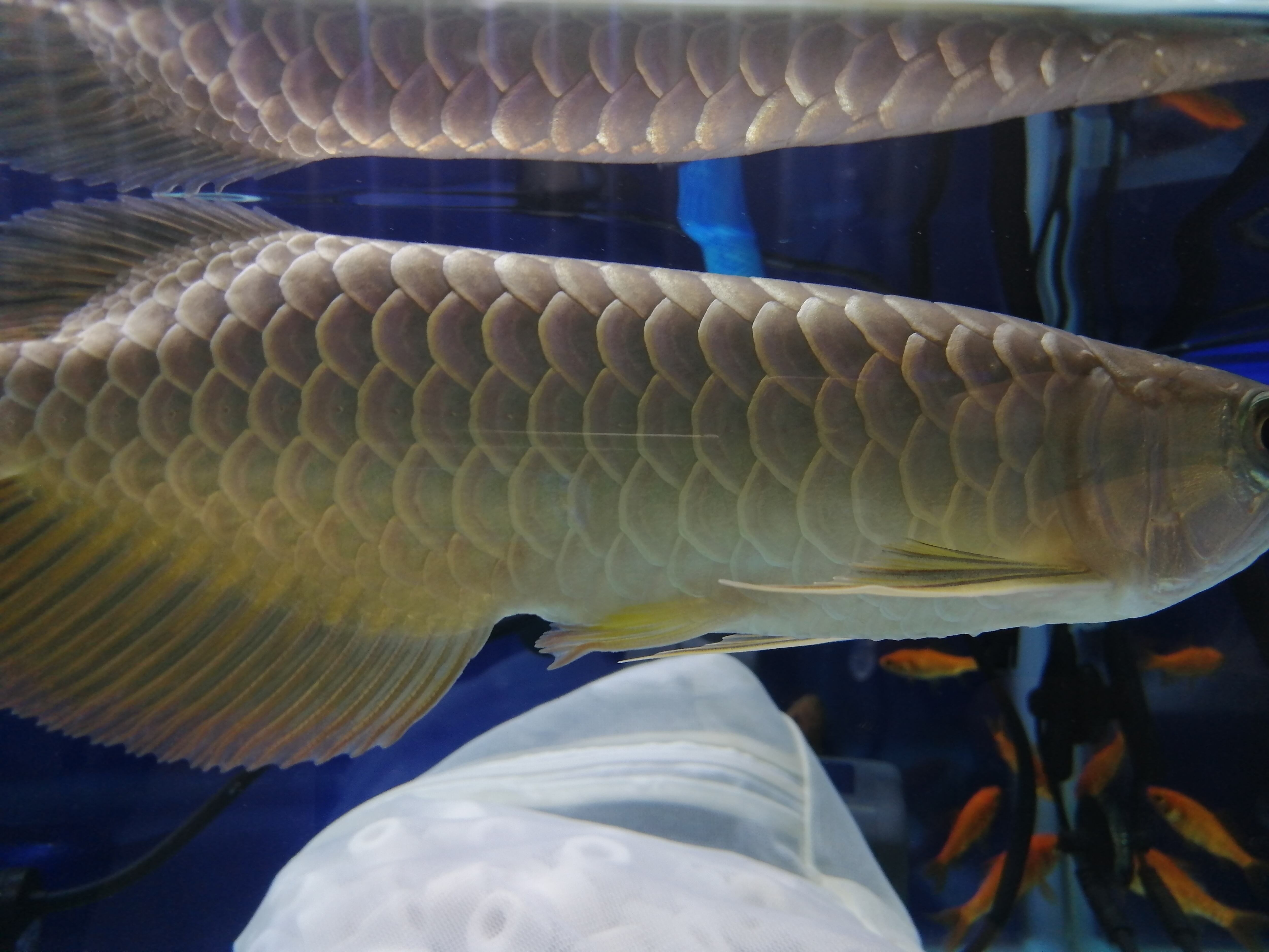 藍底過背金龍 (ブルーベース) ±23㎝《5939 証明書付き》 | アロワナ等