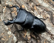 【WD】《ダイオウヒラタ 東ジャワ産 83mm ペア》