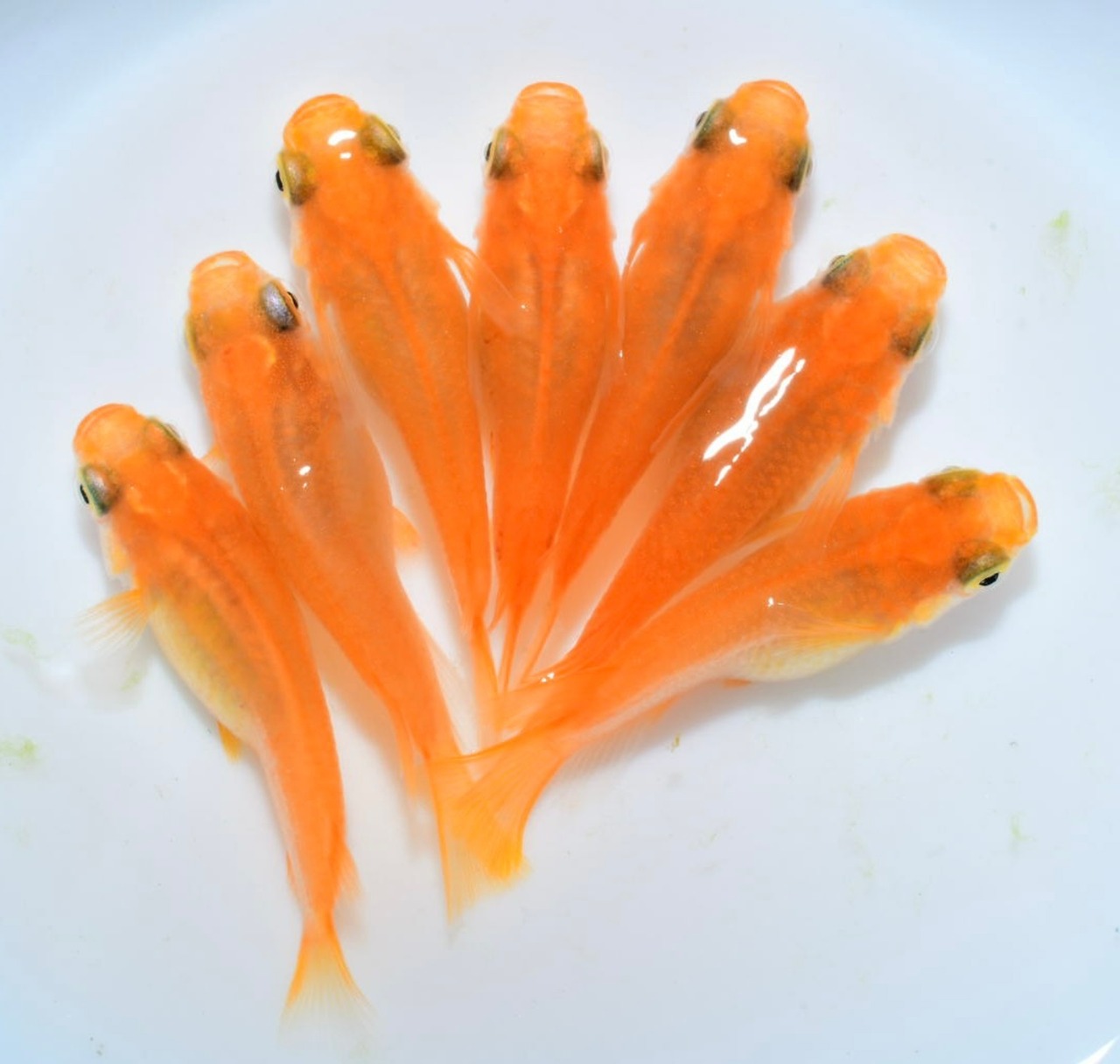 【現物】紅帝ショート　3ペア+1