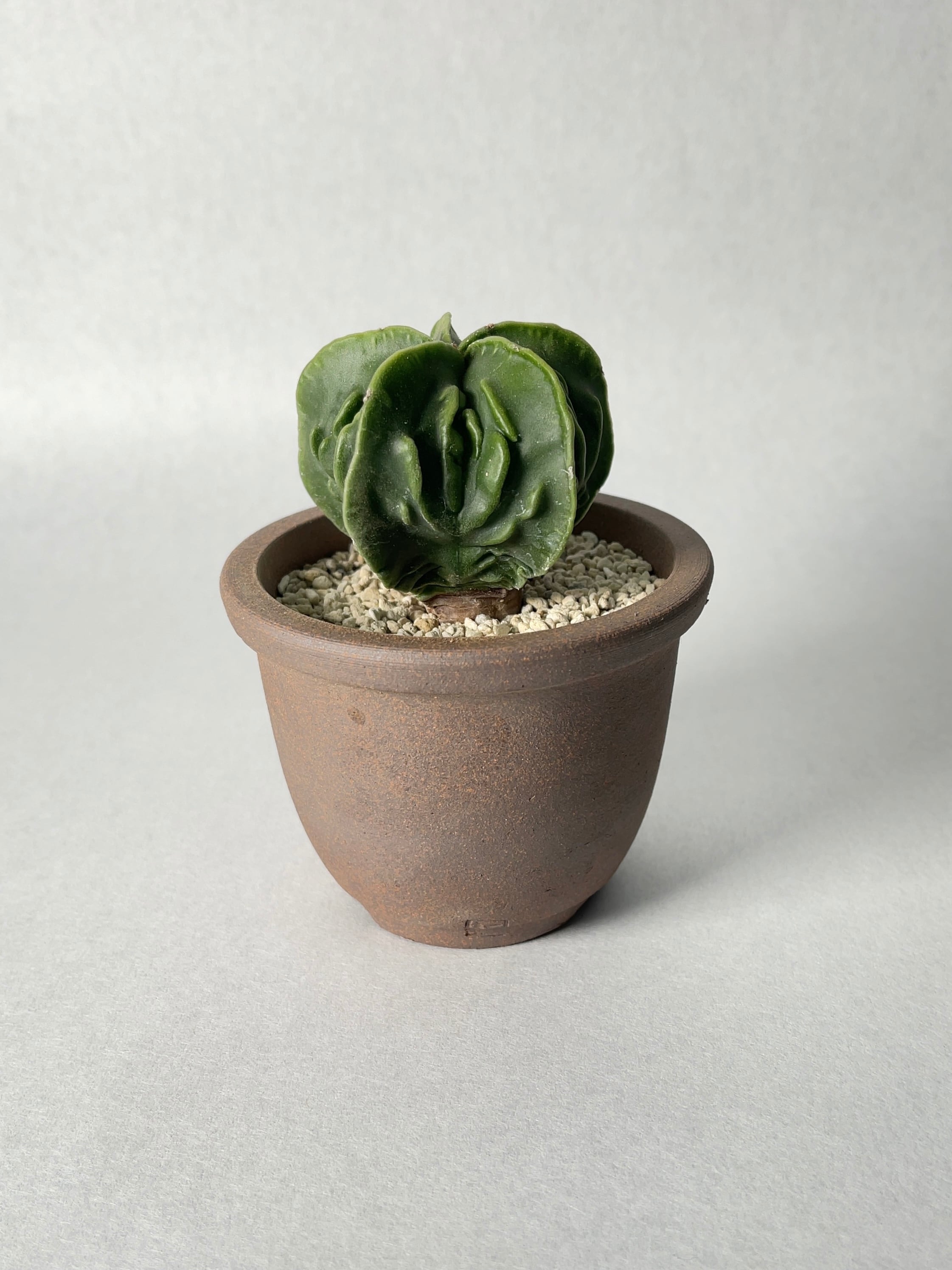 アストロフィツム・複隆鸞鳳玉 | trigger