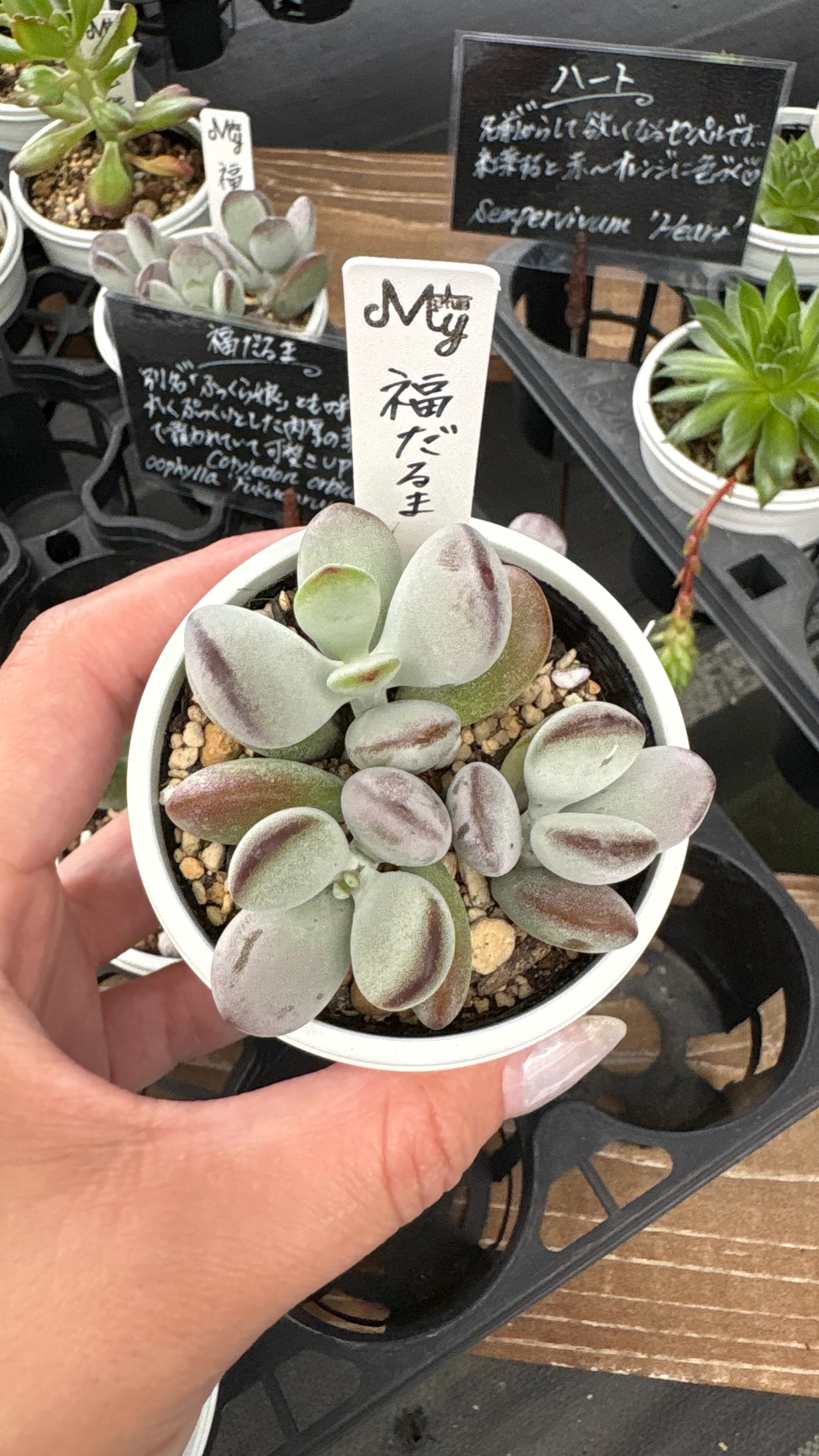 祝宴錦 多肉植物 ハオルチア 安心の生産ポットそのまま販売（8個選ん