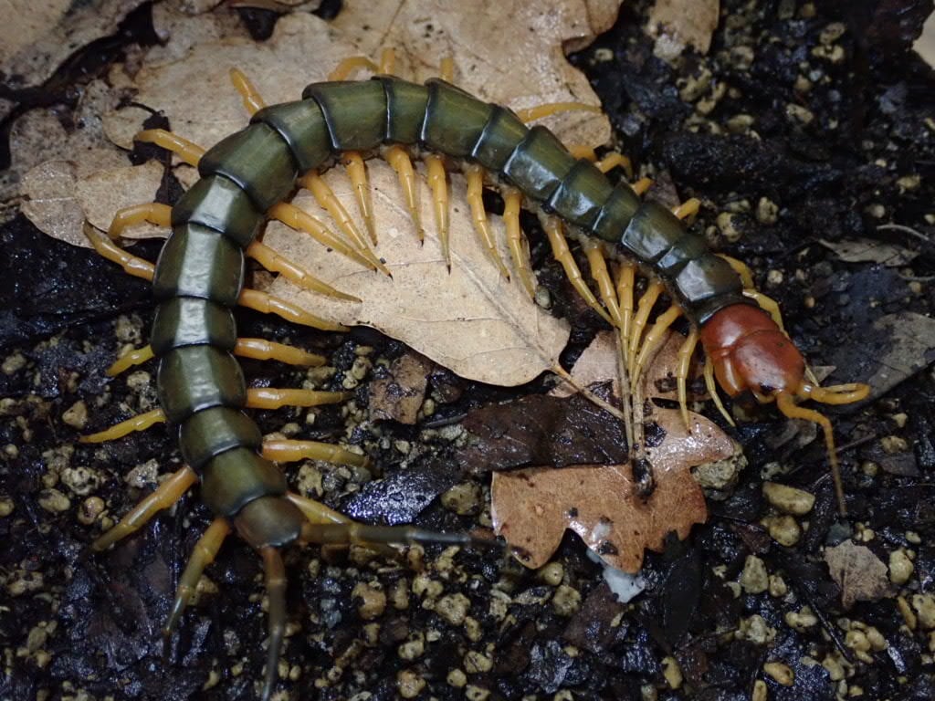 Centipede ムカデ | Bebe Rep. 奇蟲部門