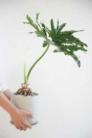 【M】セローム 根上り/Philodendron selloum　※陶器鉢付き