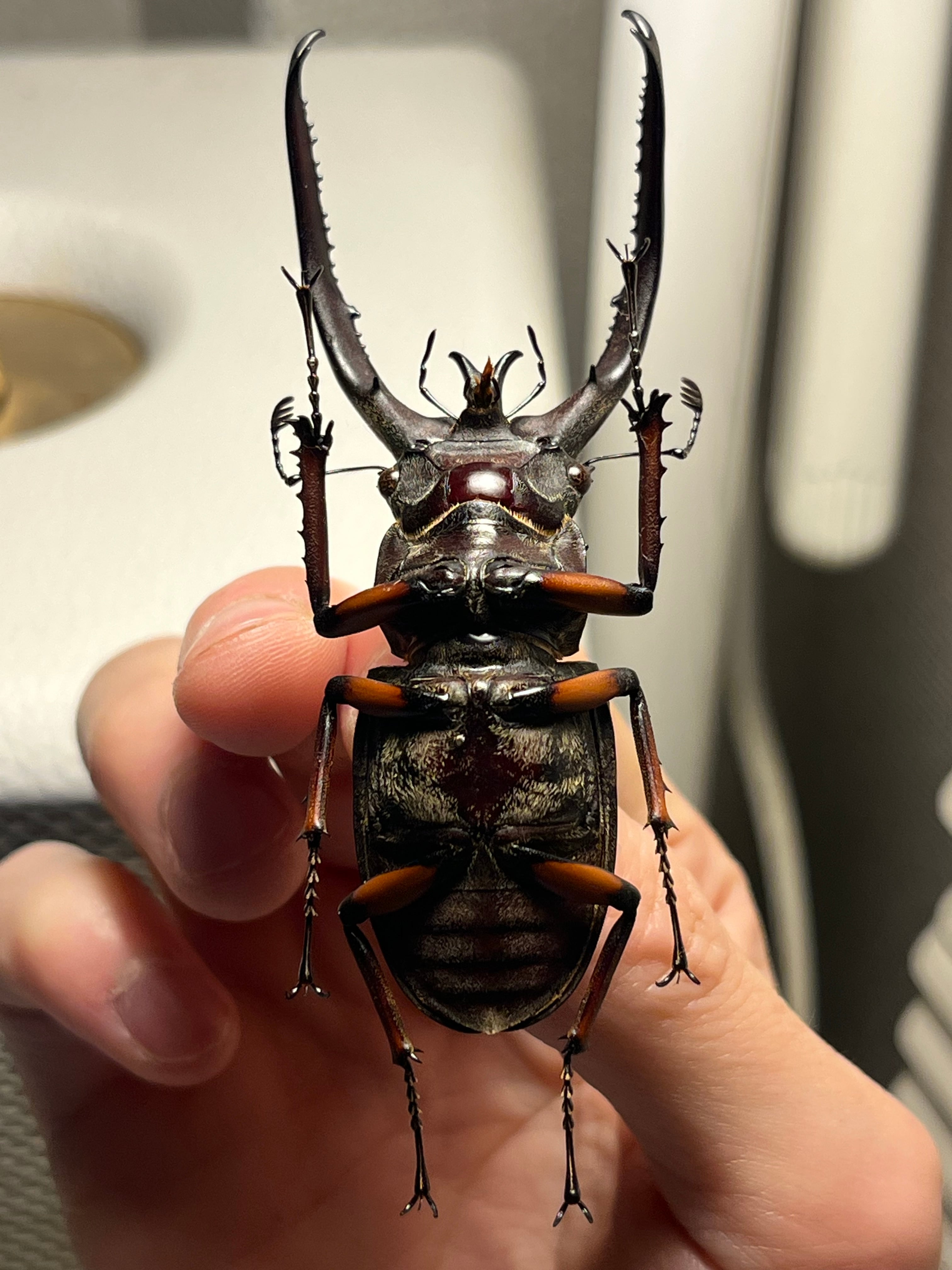 81mm】プラネットミヤマクワガタ 標本 アクベシアヌスミヤマクワガタ