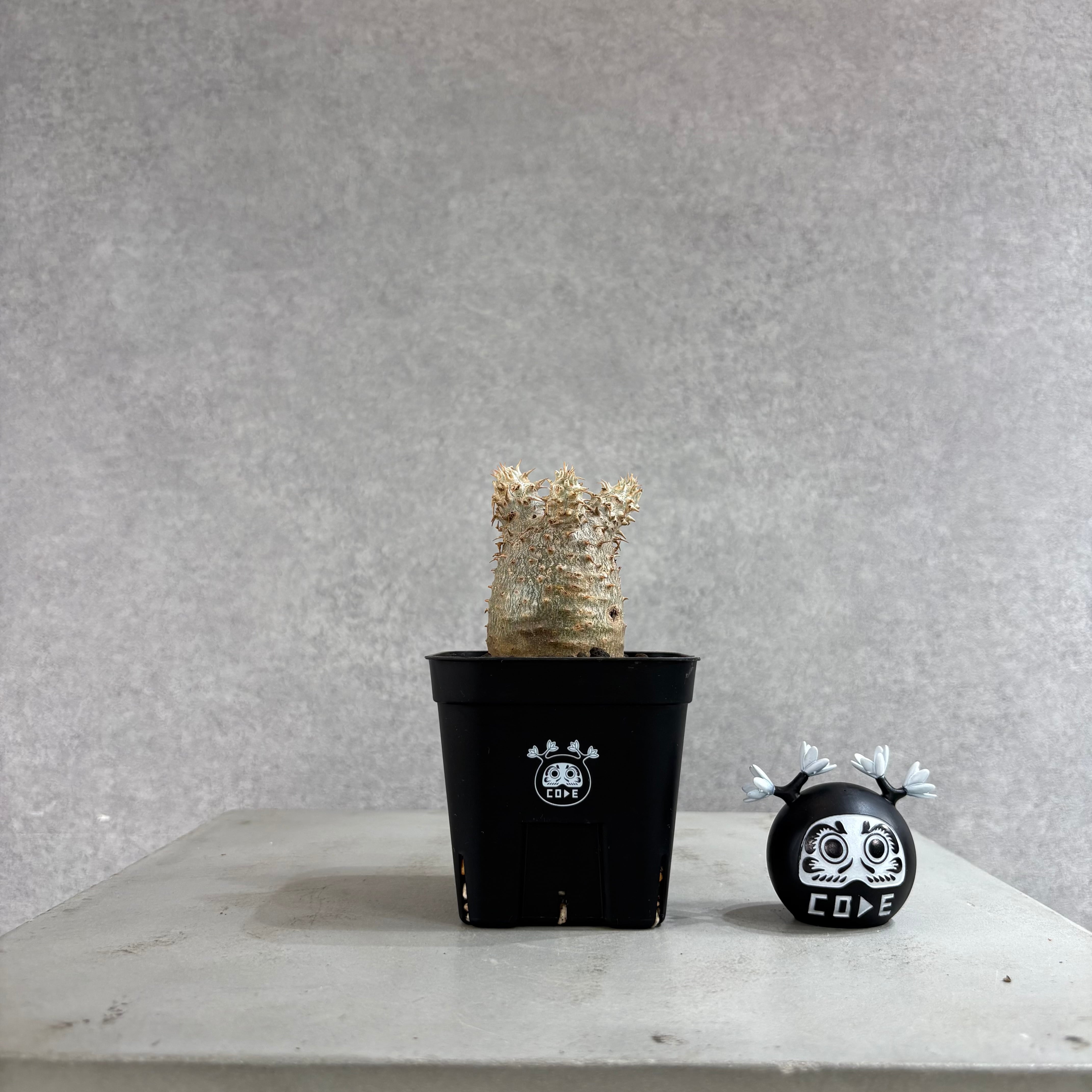 P willinckii cv. White Knight【artPLANTs】ビカクシダ/Platycerium