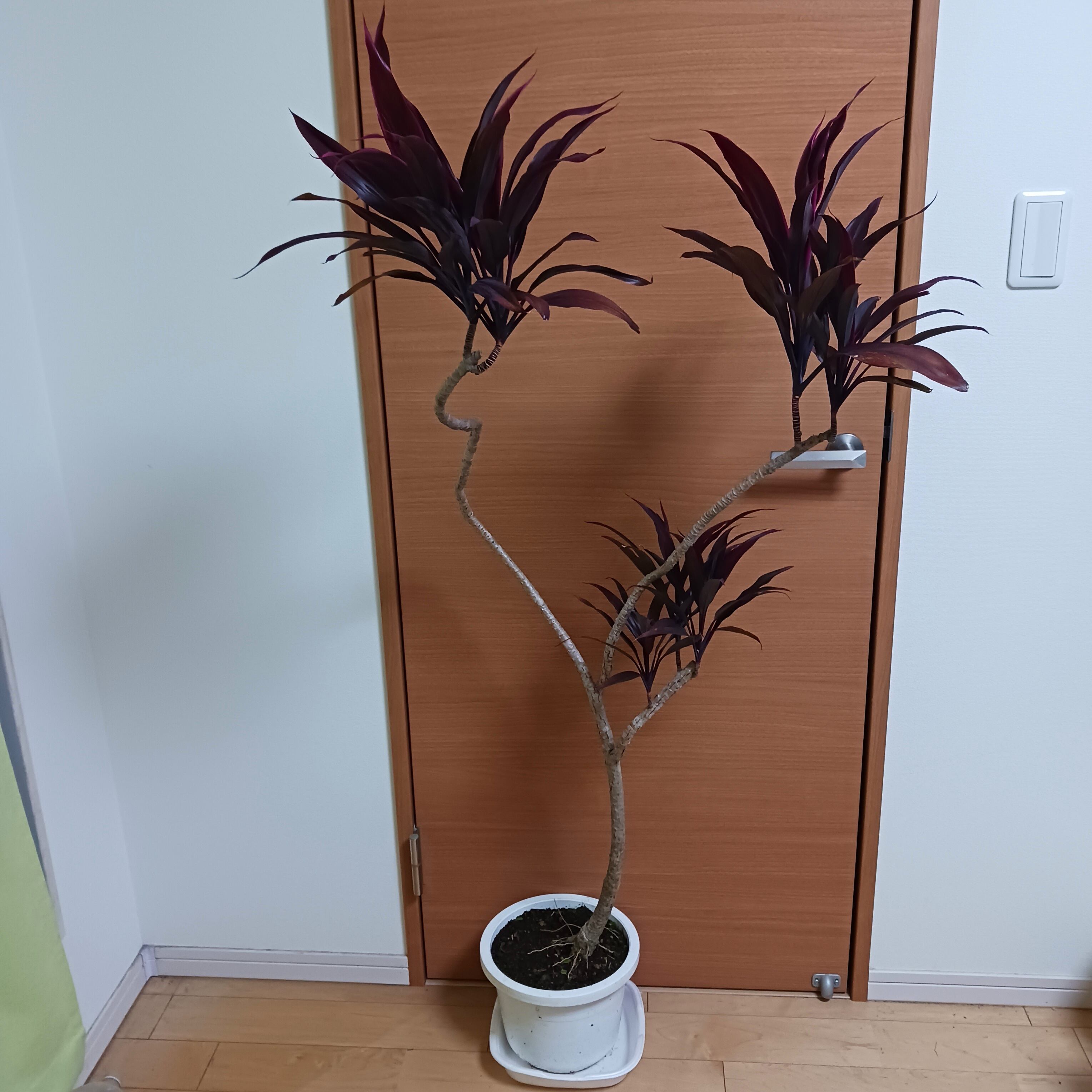 雪兎 斑入りサンデルシー 希少 斑入りスイカぺぺ ぺぺロミア 観葉植物